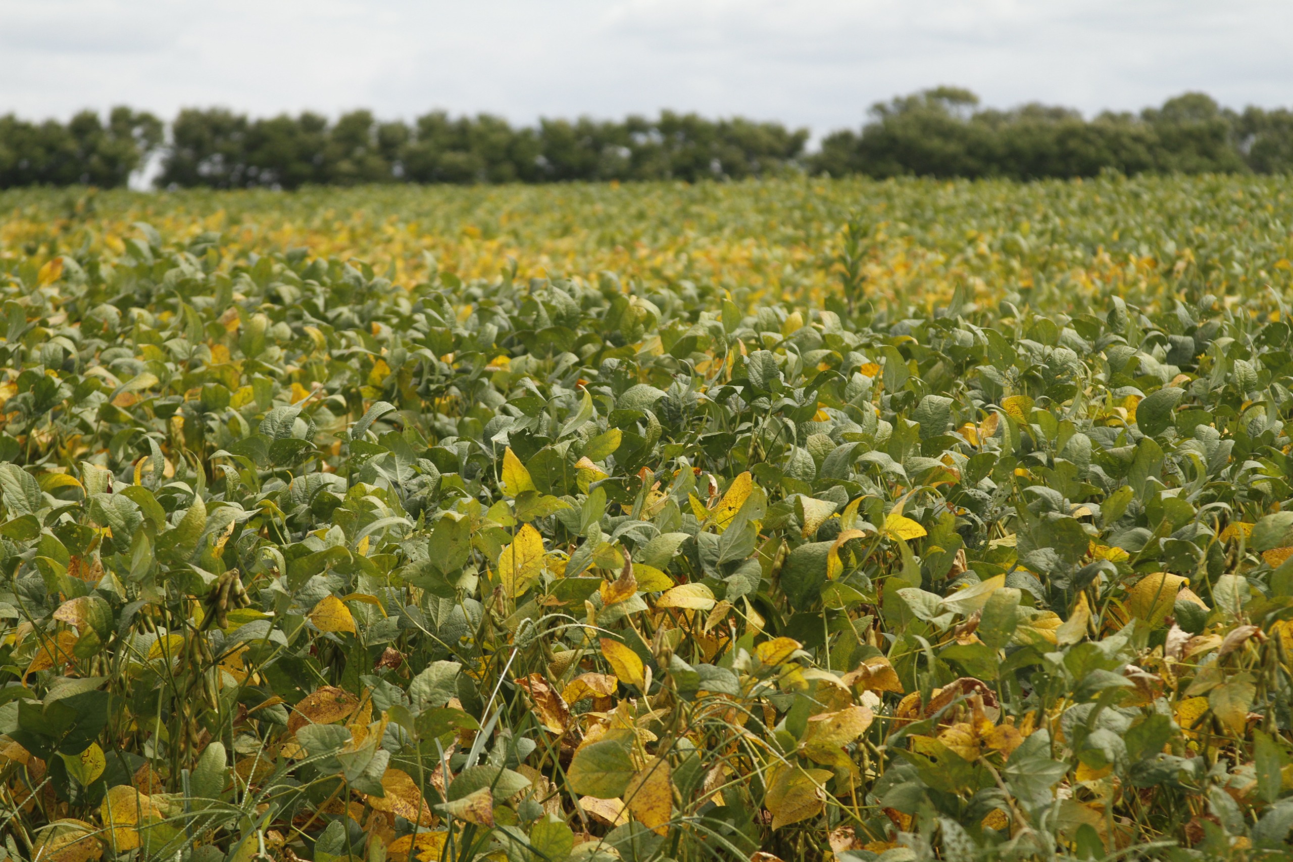 Goiás produz 37,3 milhões de toneladas de grãos e responde por 10,6% da safra nacional