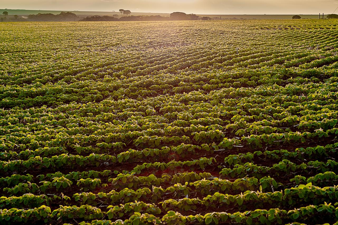 Governo de Goiás lança boletim dedicado ao PIB do agronegócio