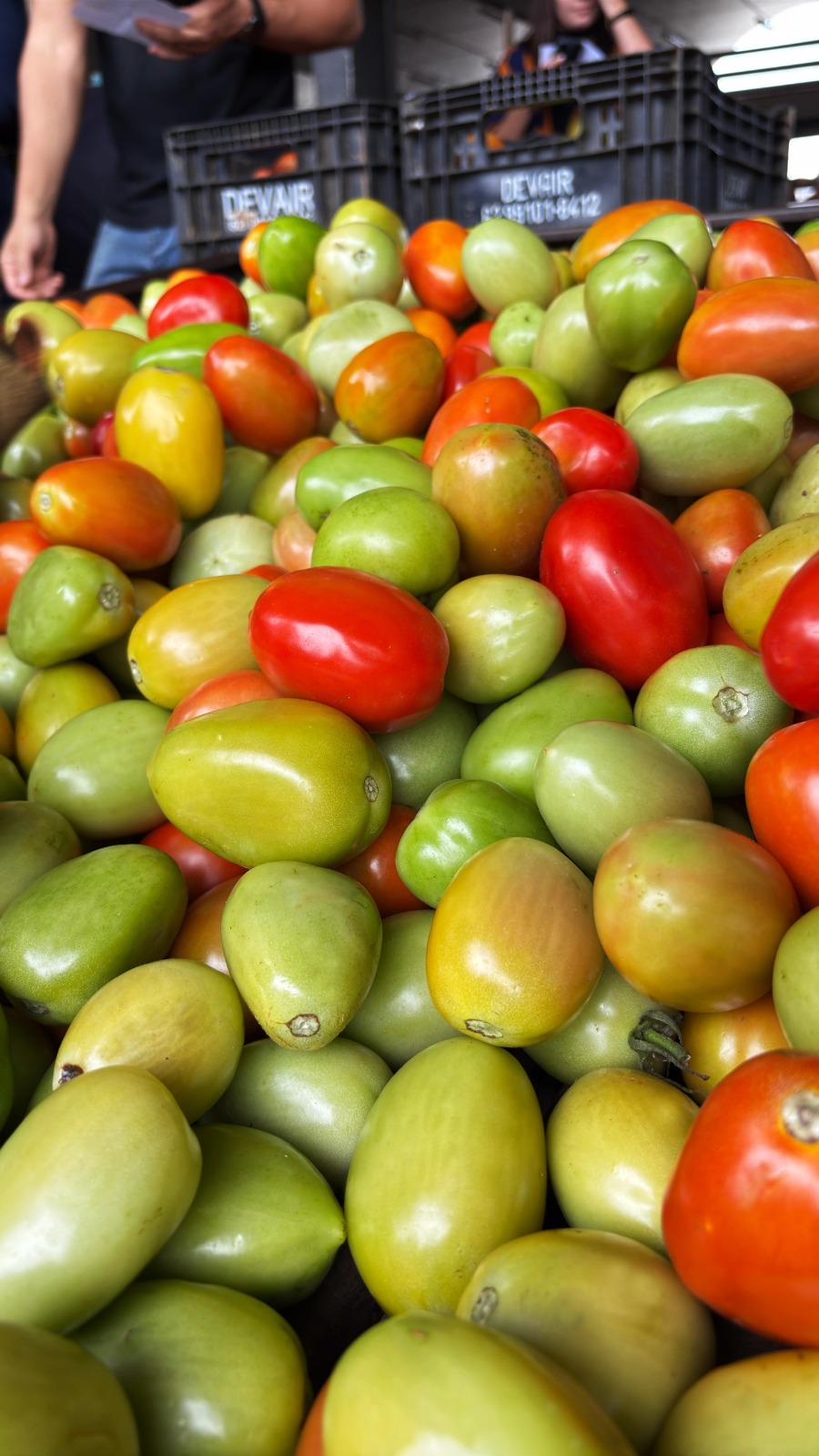 Goiás lidera produção nacional de tomate com 1,34 milhão de toneladas estimadas para 2026