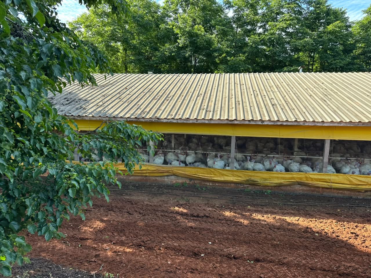 Doença de Newcastle: 6 mil aves são abatidas em granja no Oeste de SC