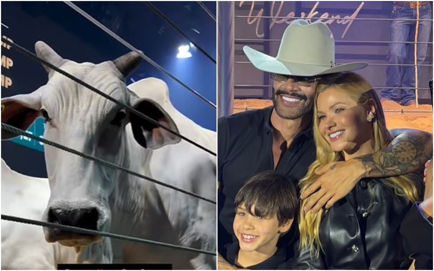 Gusttavo Lima e sócios investem quase R$ 12 milhões em duas vacas de elite; veja histórico do cantor