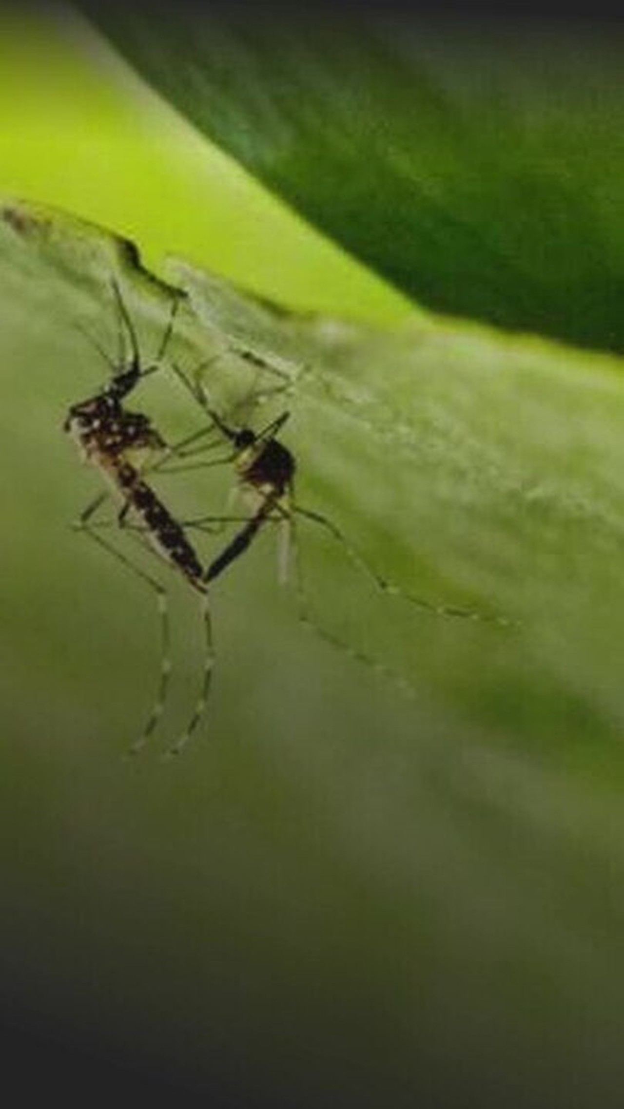 Vacina contra a dengue do Butantan deve começar a ser aplicada em dezembro, diz ministro da Saúde