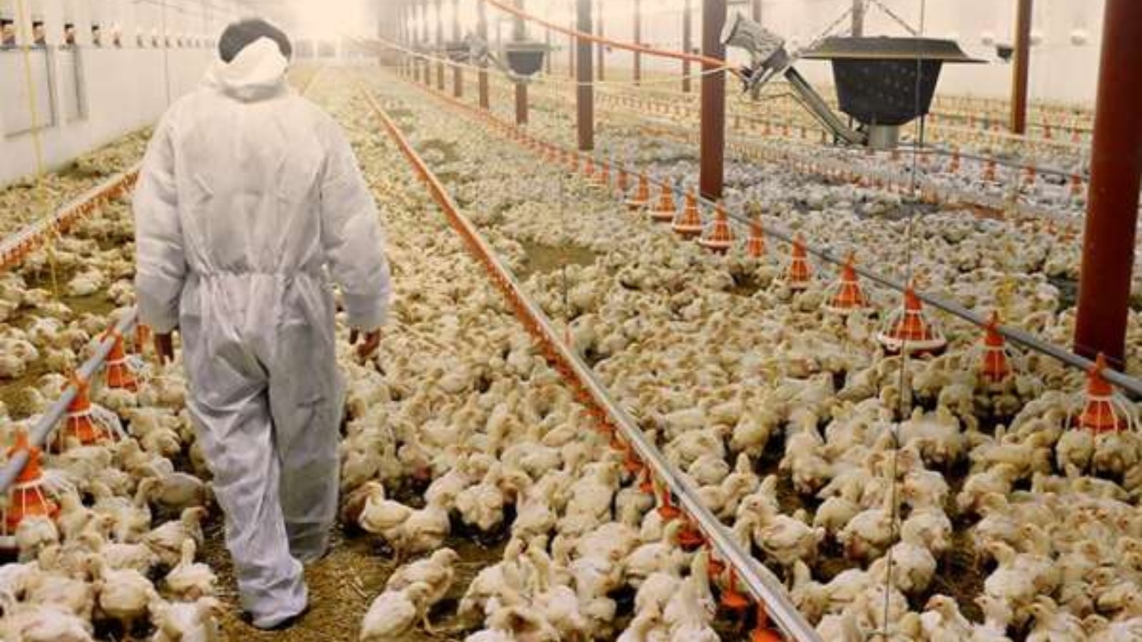 Brasil bate recorde em exportação de frango mesmo com gripe aviária