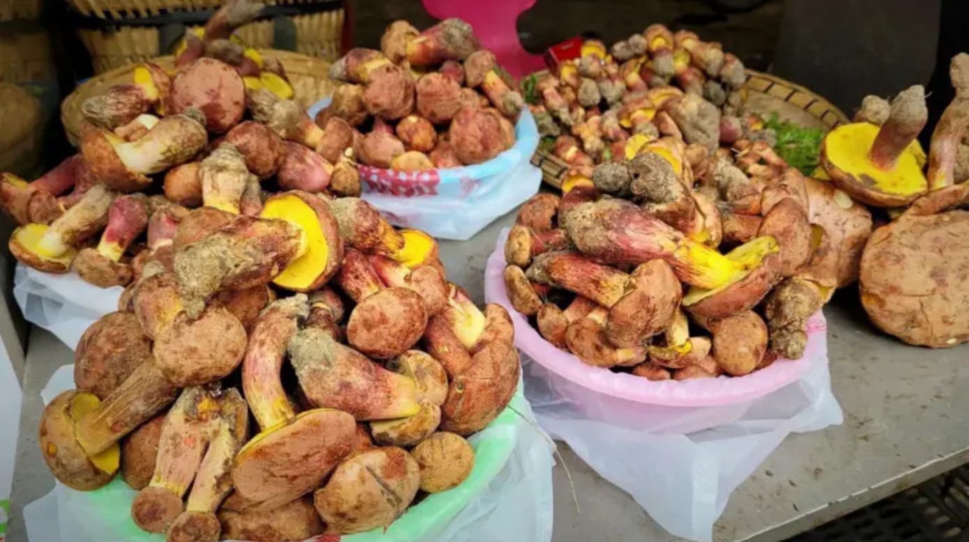 O misterioso cogumelo que faz as pessoas verem 'pessoinhas'