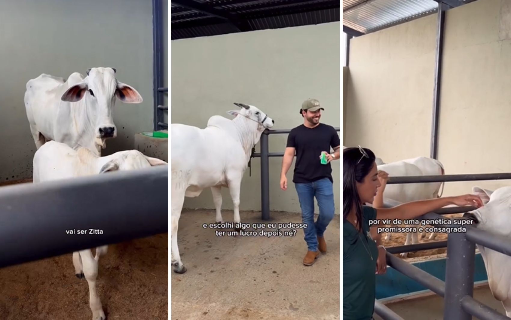 Murillo Huff presenteia noiva com bezerra parente de vaca mais cara do mundo; vídeo