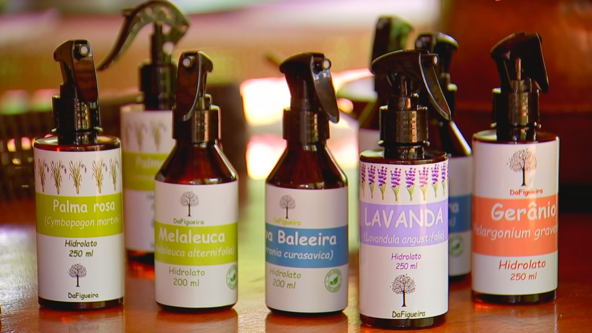 Plantas aromáticas são cultivadas para produção de óleos essenciais