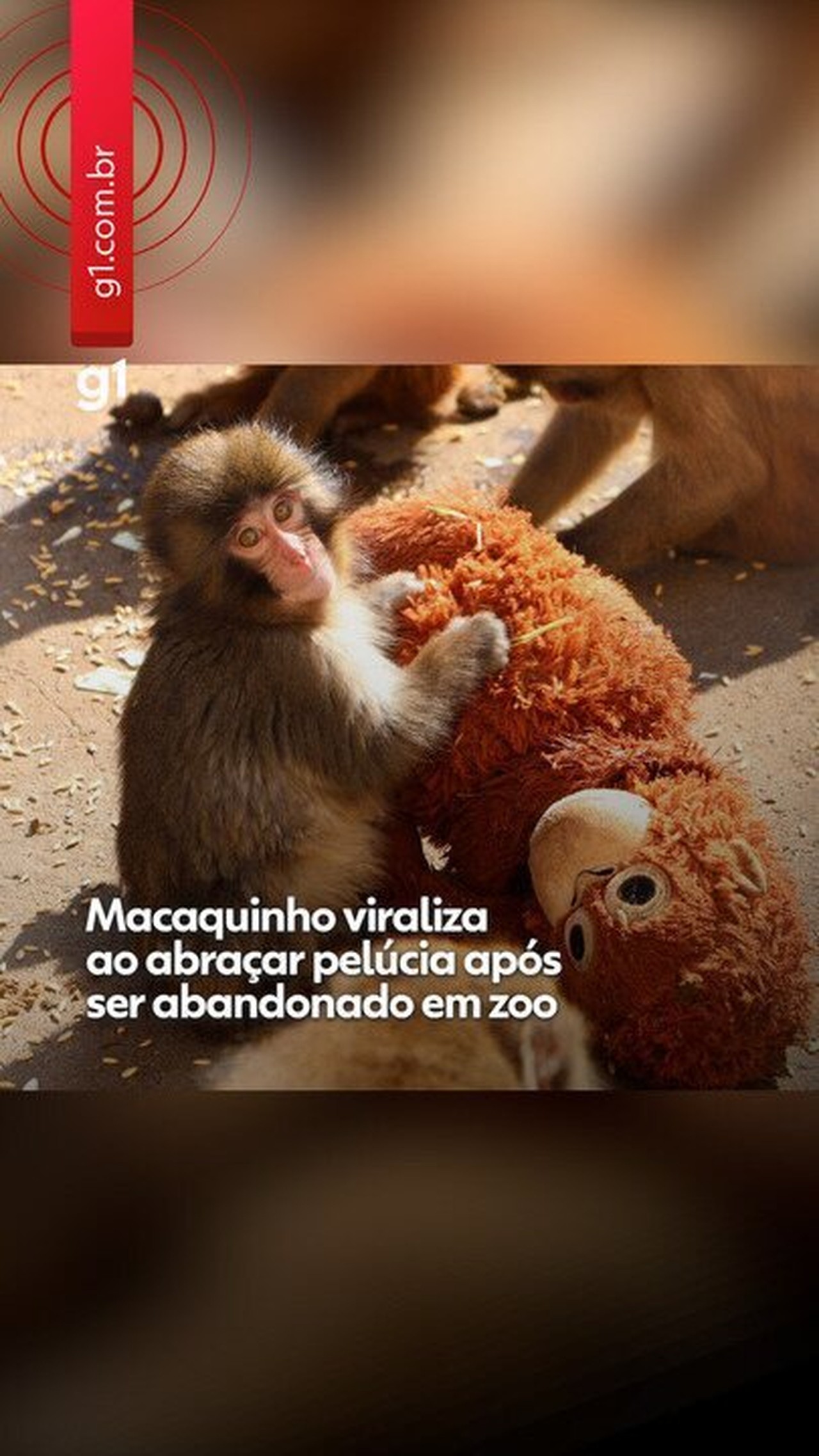 ‘Consequência da falta da mãe’: especialista em animais silvestres explica comportamento do filhote Punch e dos macacos que o rejeitaram