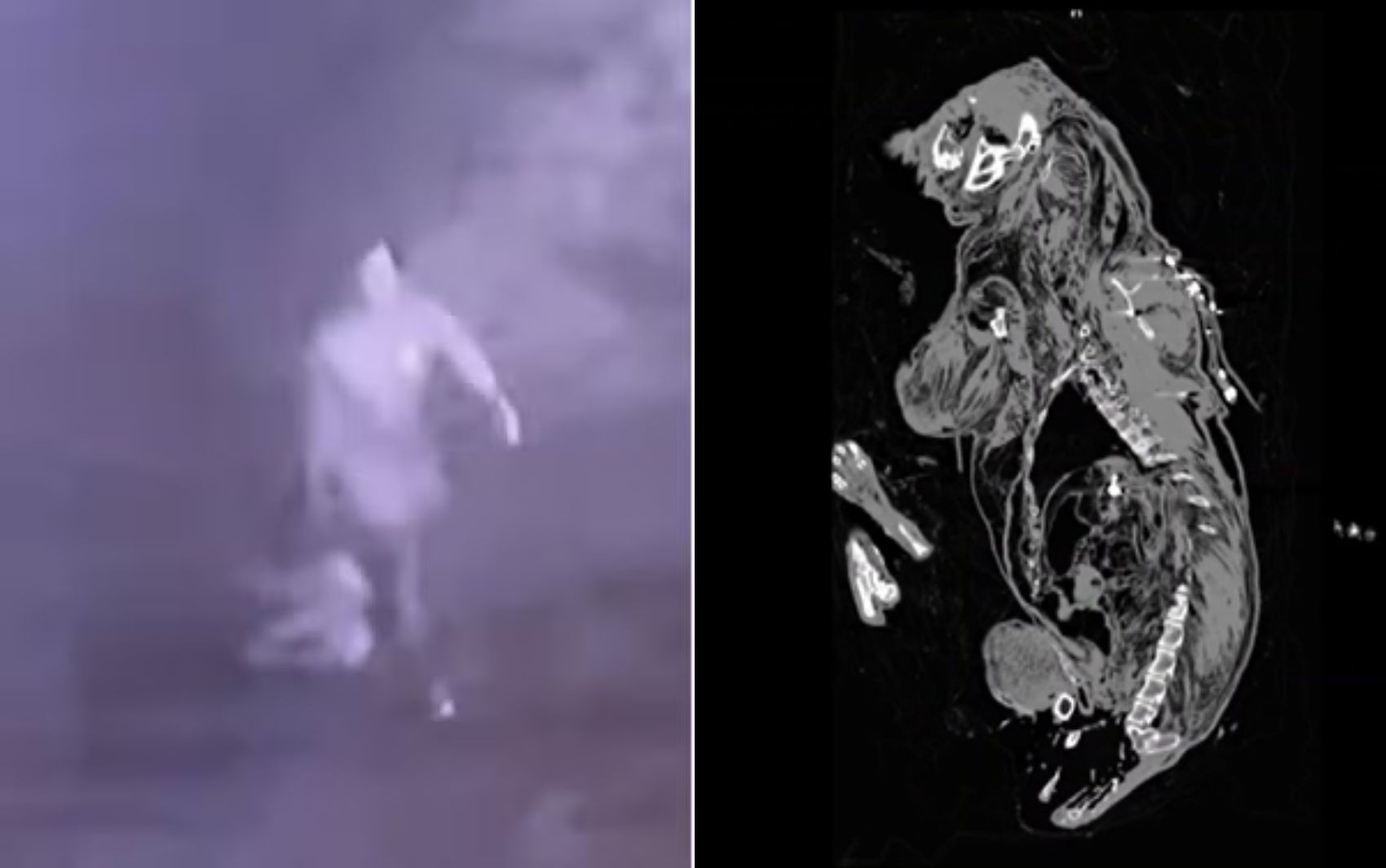 Pit bull que foi jogado morto em portão de empresa levou tiro, aponta perícia