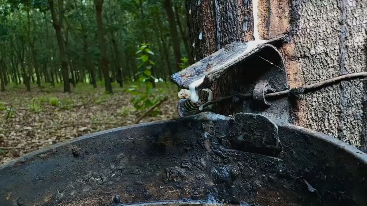 Excesso de chuva atrapalha produção de látex no Oeste Paulista