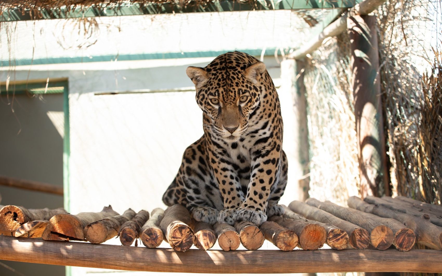 Onça encontrada com coleira reaprende hábitos de caça antes de ser solta na natureza, em Goiás