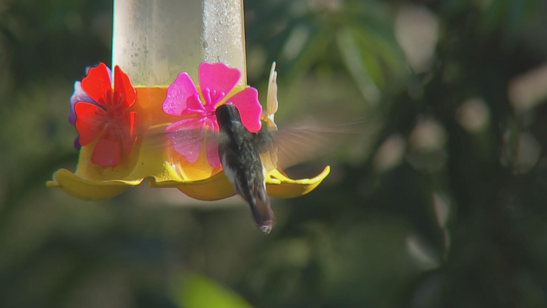 Observação de aves atrai turistas e famílias para a região de Piedade