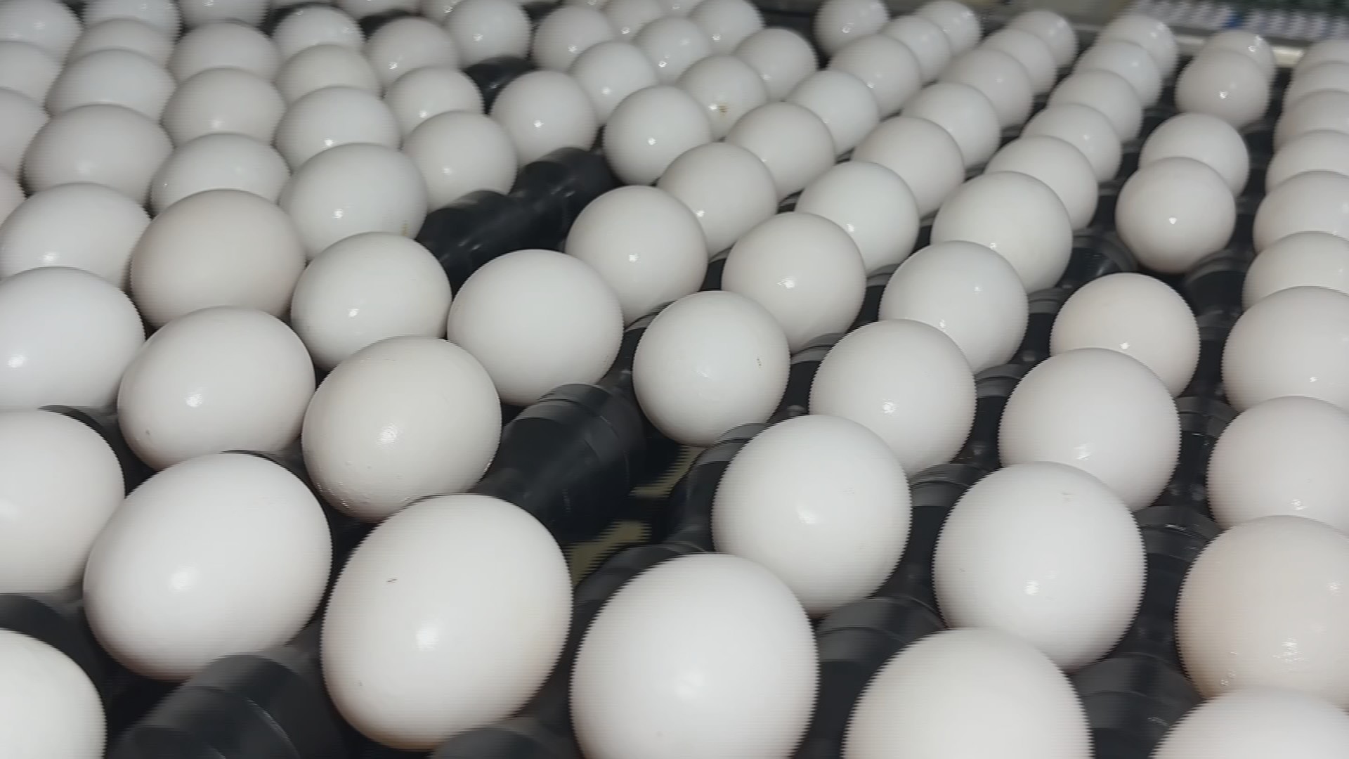 Produtores de ovos se preparam para demanda da Quaresma com preços mais acessíveis