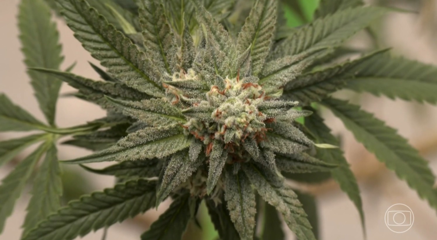 Maconha cresce, cocaína e crack se estabilizam: como os brasileiros aumentaram o consumo de drogas nos últimos 11 anos