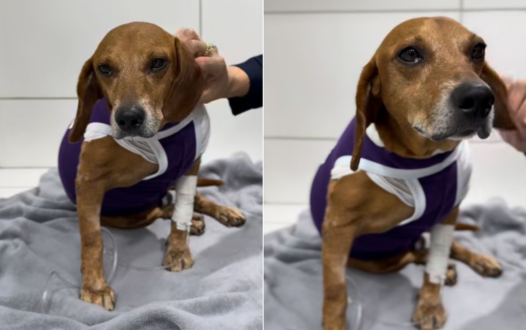 Cachorro atacado com líquido quente tem infecção generalizada e luta pela vida, diz veterinária