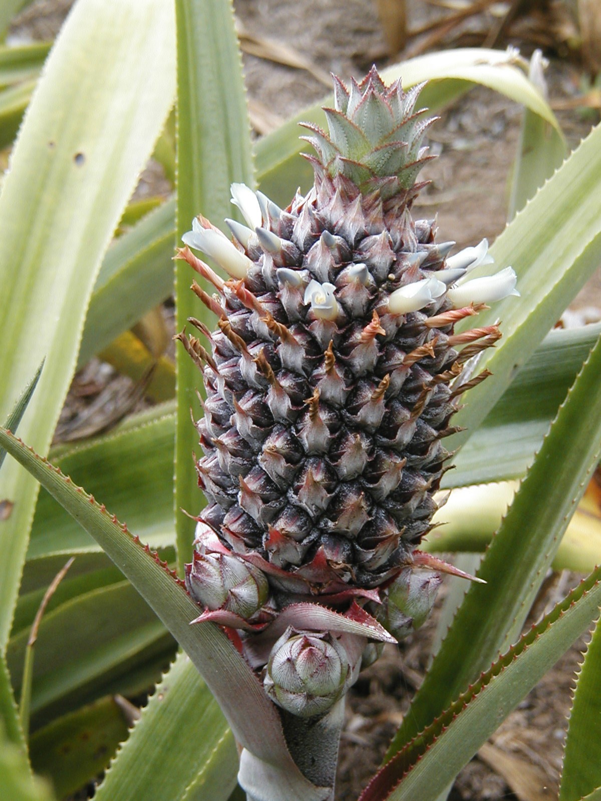 Um abacaxi pode ter até 200 frutas fundidas; veja como isso acontece