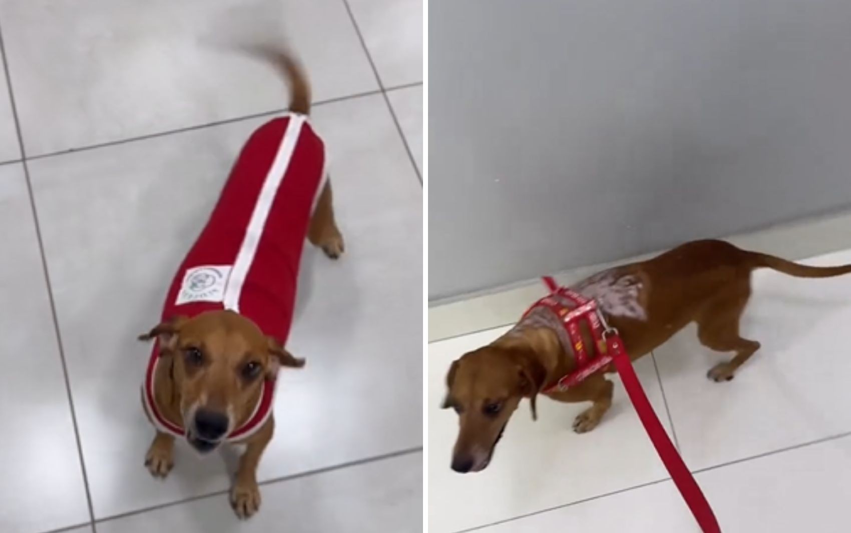 Cachorro comunitário atacado com líquido quente recebe alta e é levado para casa de nova tutora