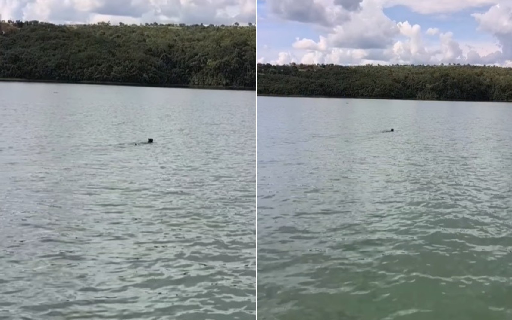 Onça com filhote encantam ao atravessar juntos lago em Goiás