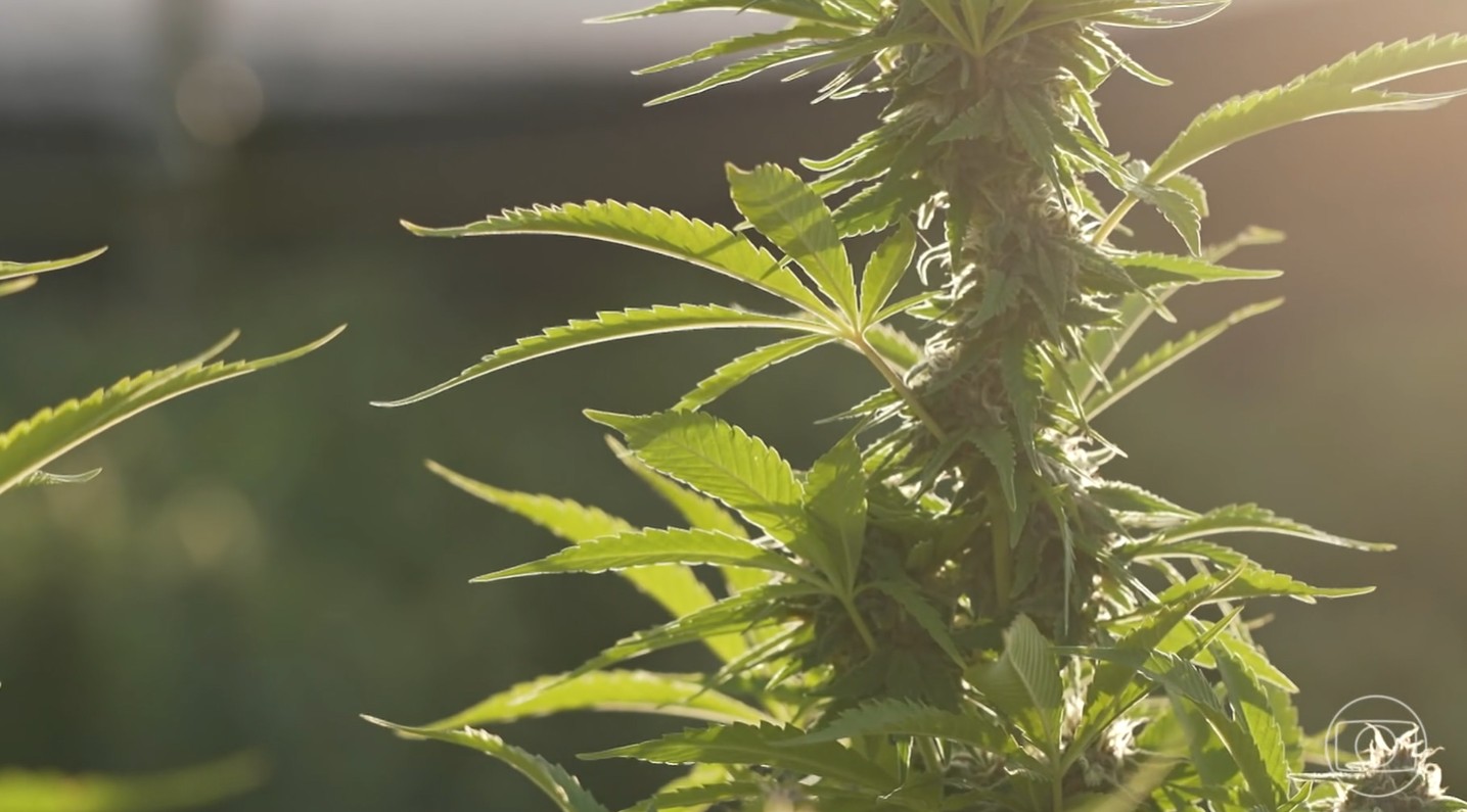 Trump reclassifica maconha como substância menos perigosa, em decisão que amplia acesso nos EUA
