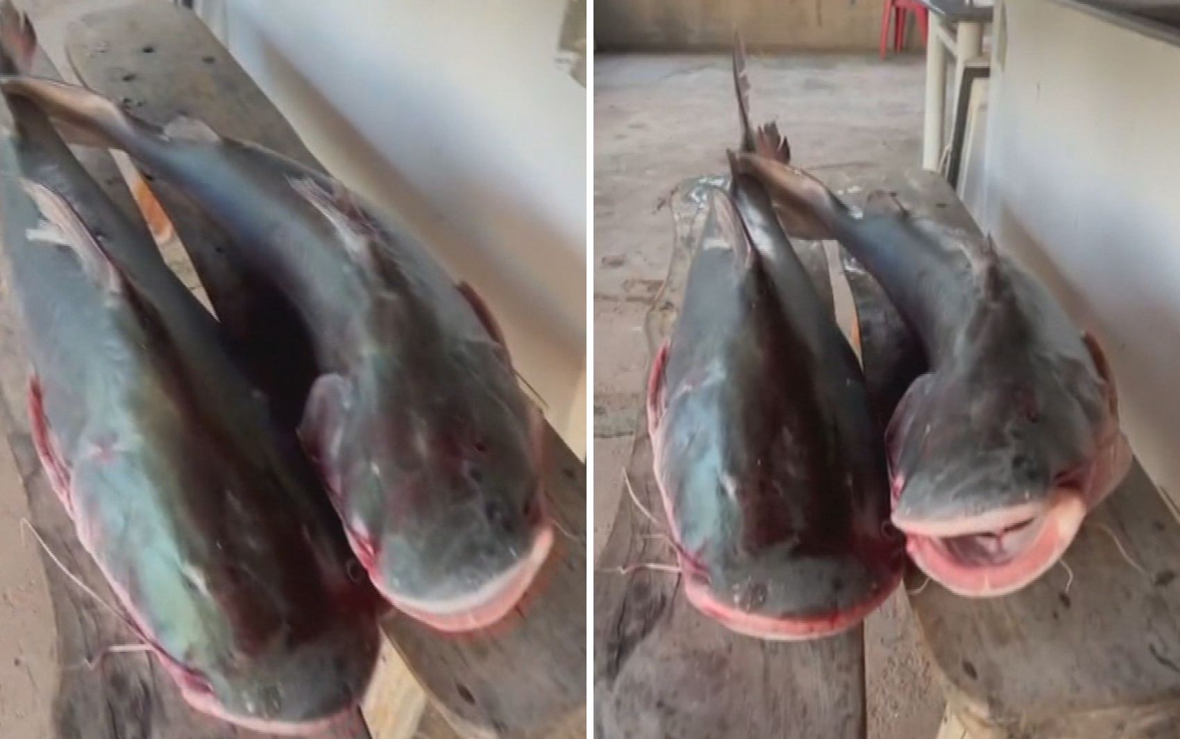 Peixes gigantes que não podem ser consumidos: homem é preso após ser encontrado com duas piraíbas em freezer de casa