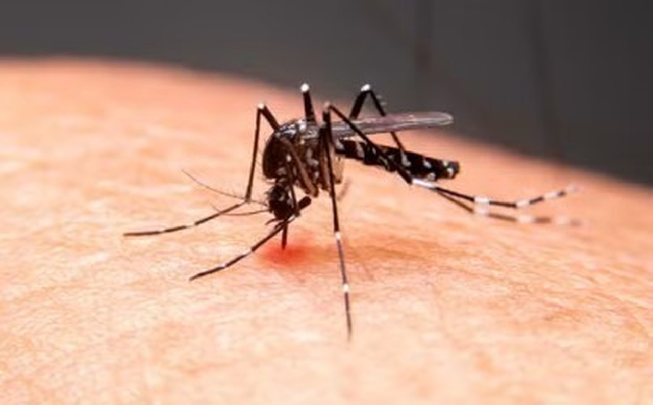 Anvisa autoriza produção nacional de vacina contra chikungunya desenvolvida pelo Instituto Butantan