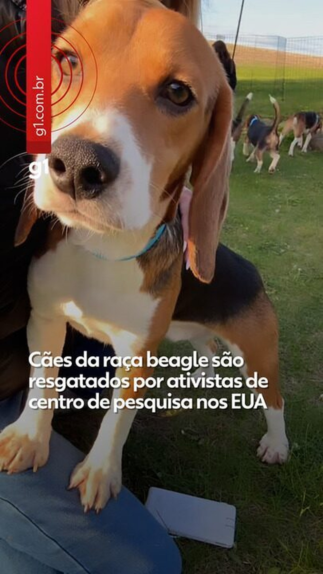 Cães da raça beagle que eram usados para testes são resgatados por ativistas nos EUA