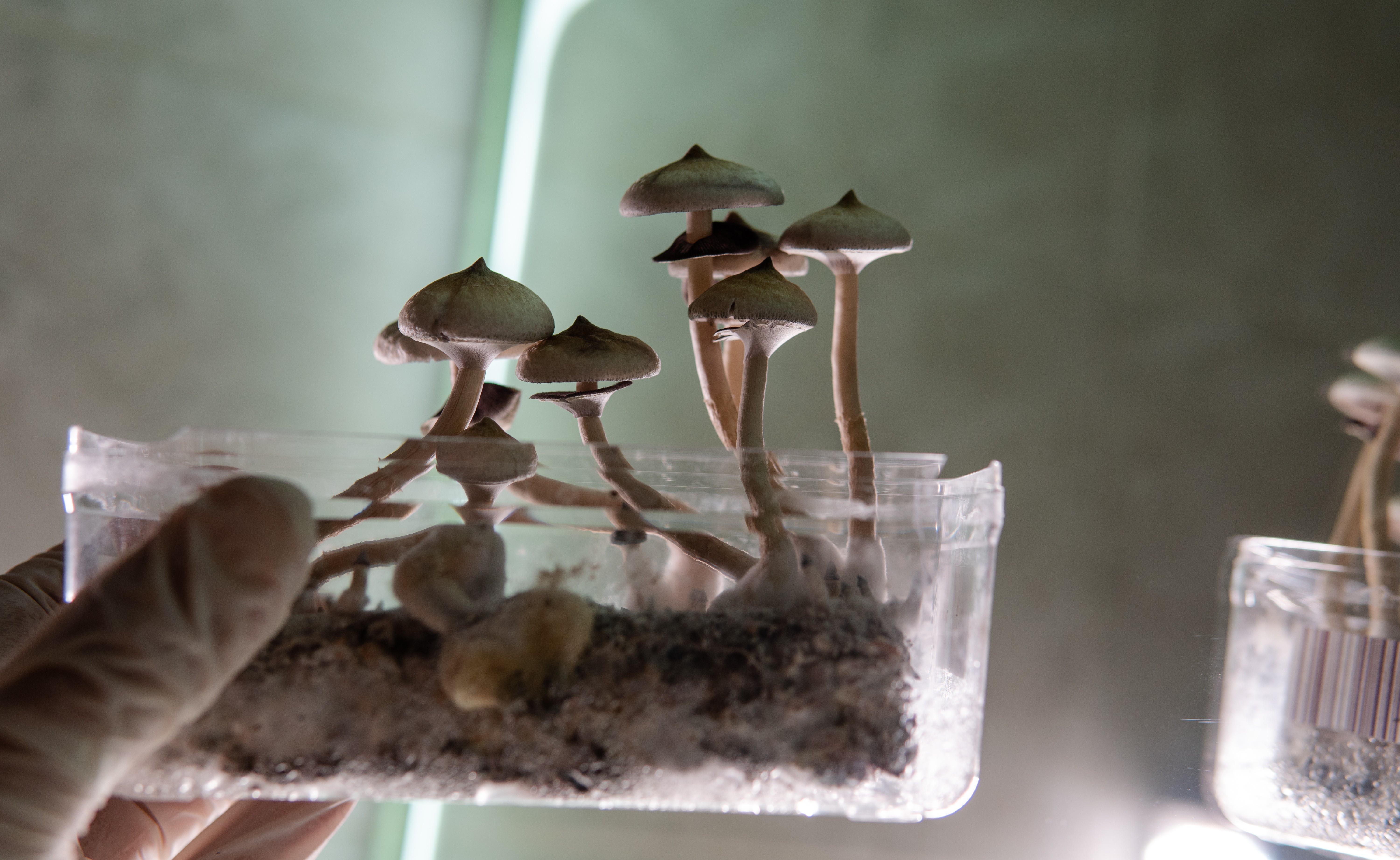 Cogumelos alucinógenos: dose única de psilocibina altera o cérebro por até um mês e traz maior bem-estar, diz estudo
