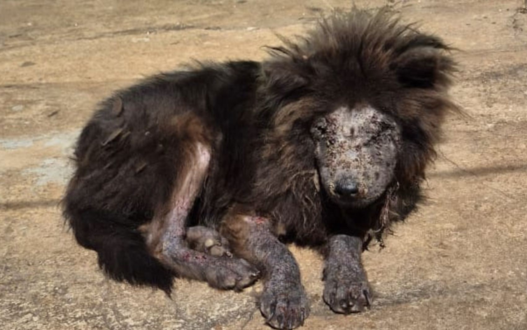 Cães da raça chow-chow são encontrados desnutridos, sem comida e sem água há meses, diz polícia; mulher é presa