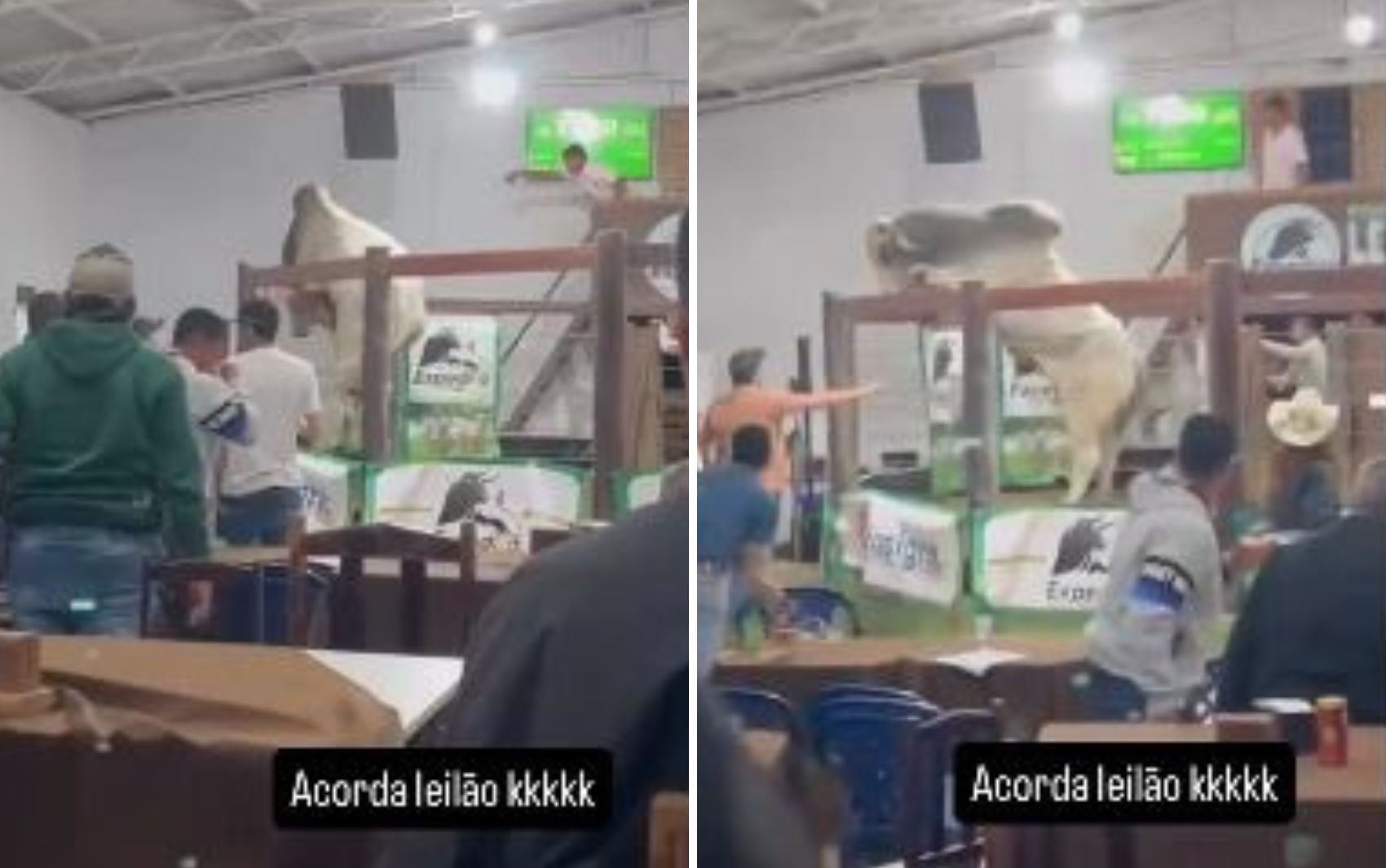 Boi tenta pular de pista e assusta compradores de leilão em Goiás; vídeo