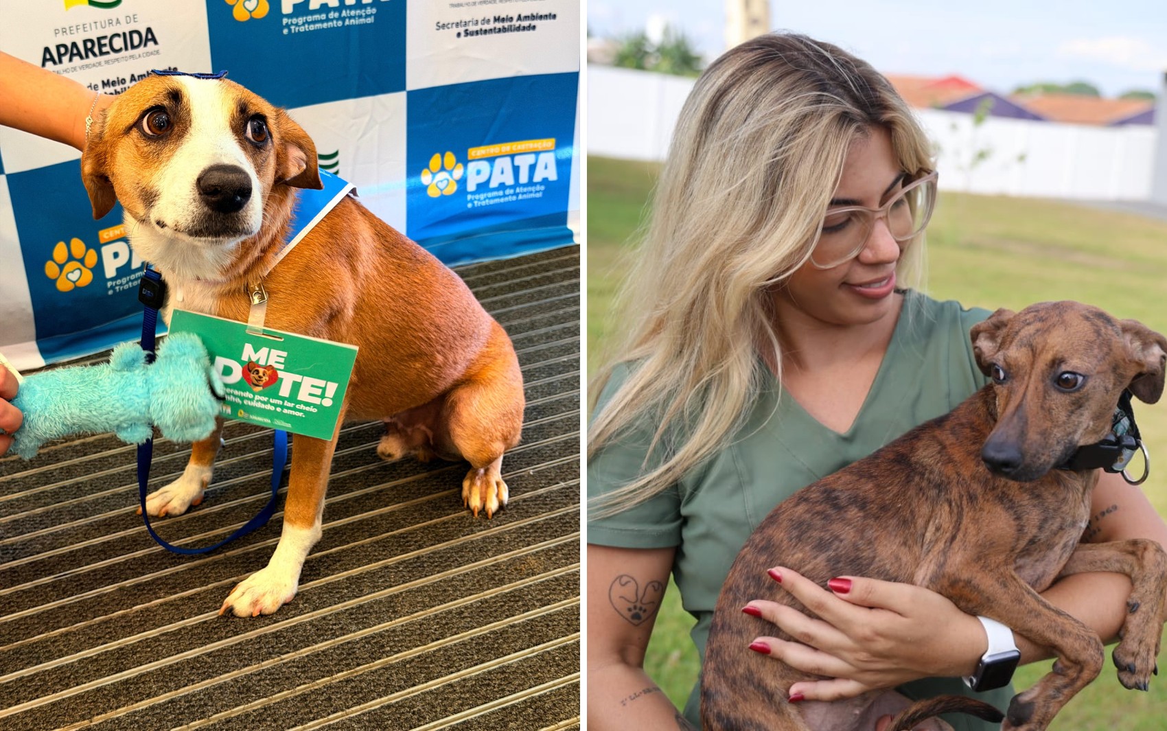 Animais de rua são microchipados e disponibilizados para adoção em Aparecida de Goiânia