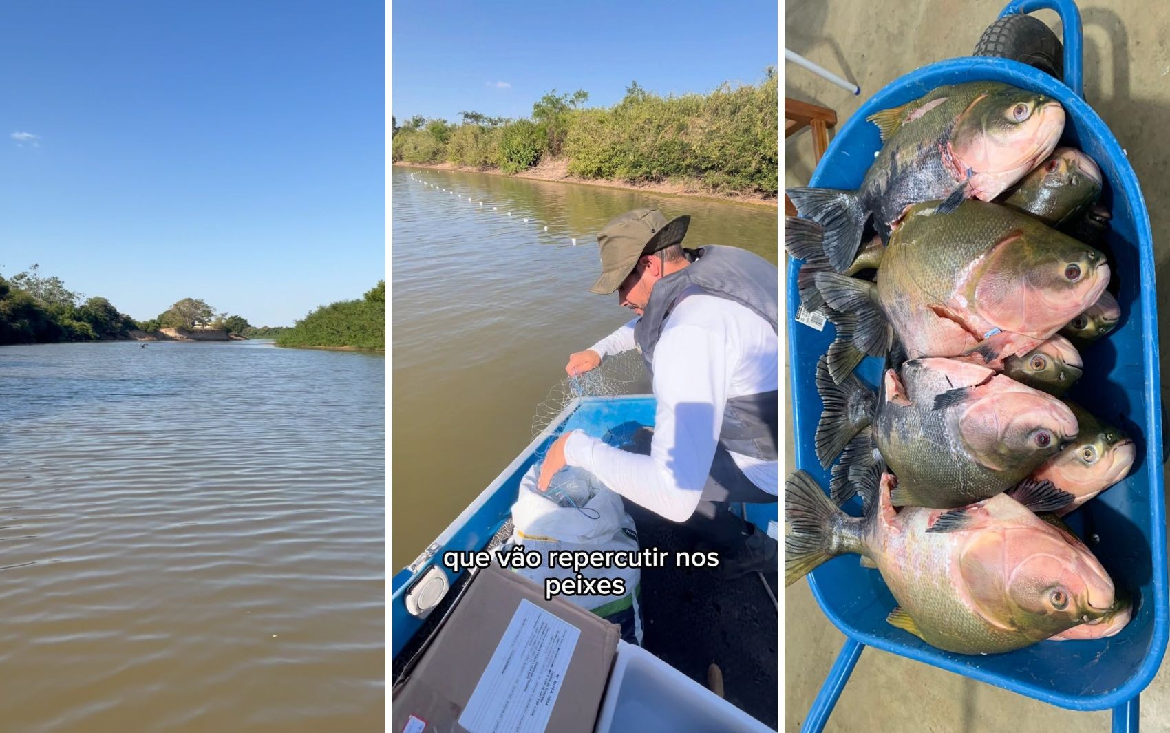 Presença de peixe da Amazônia no Rio Araguaia acende alerta entre especialistas: ‘Risco ecológico grande’