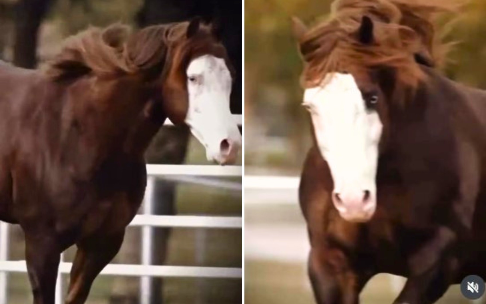 Cavalo impressiona ao ser avaliado em R$ 88 milhões após ter metade dele arrematada durante leilão