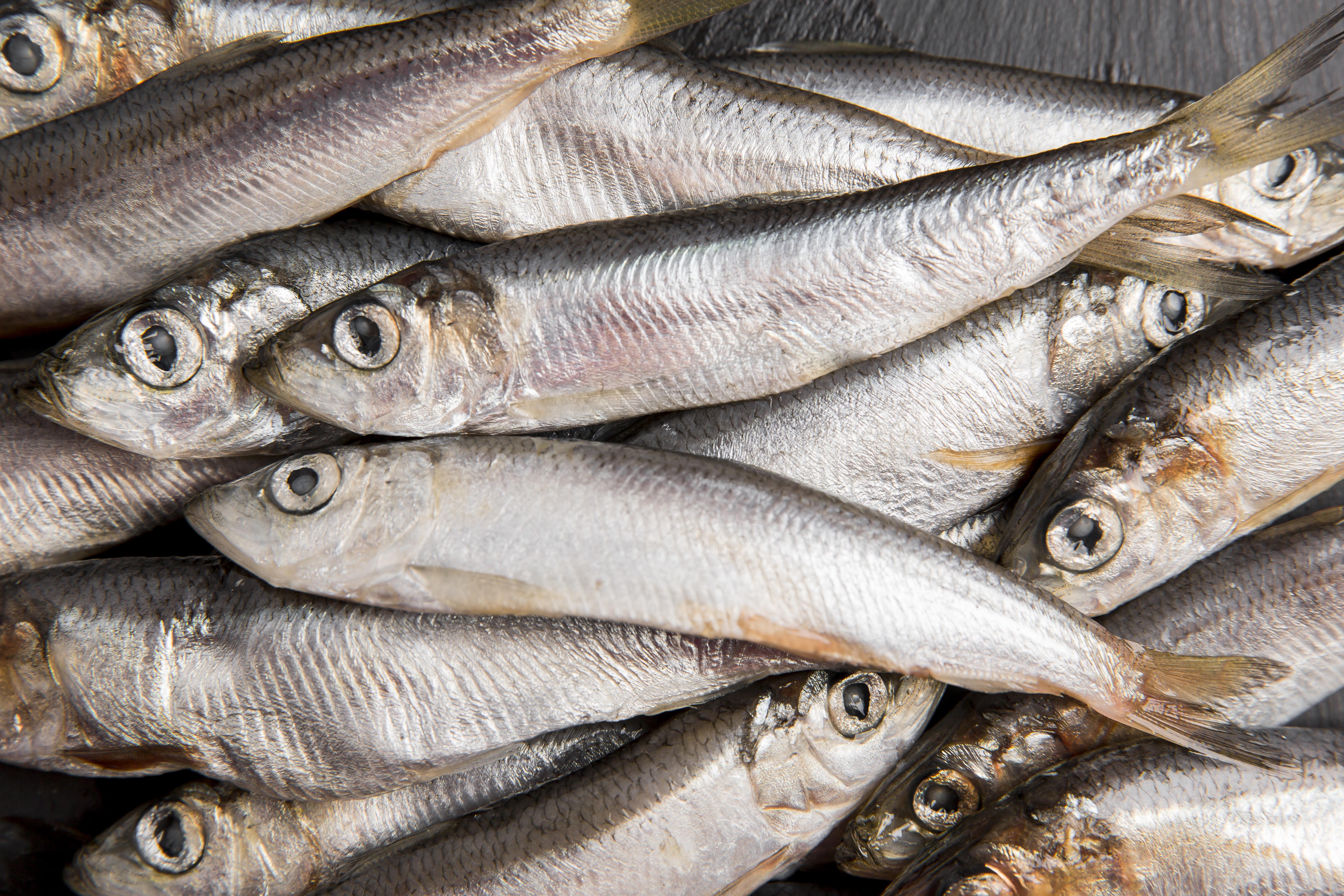 3 motivos por que as sardinhas são um alimento barato e ideal para sua saúde