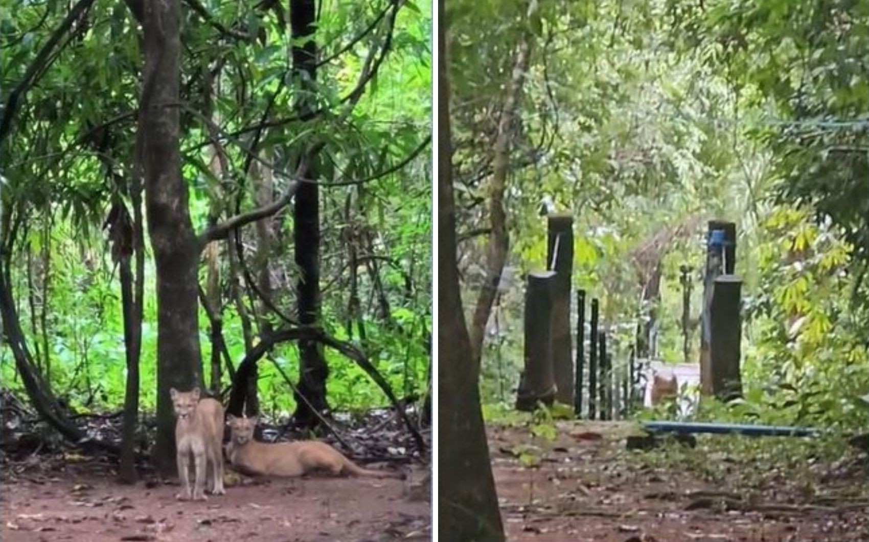 Mãe de menina de 8 anos atacada por onça durante trilha correu e gritou para salvar filha do animal, diz pai