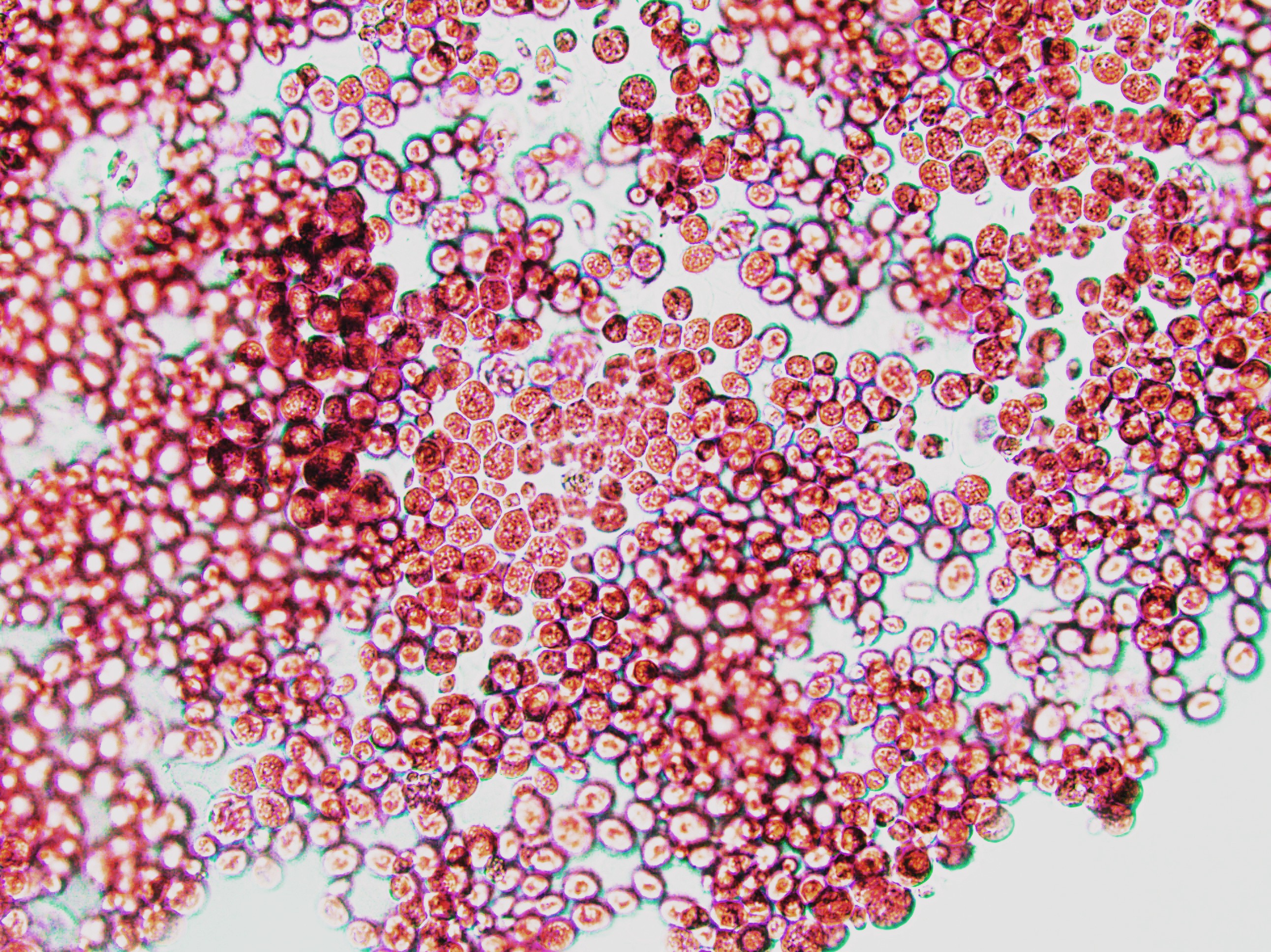Relógios moleculares universais: estudo identifica mecanismos comuns do envelhecimento em mamíferos