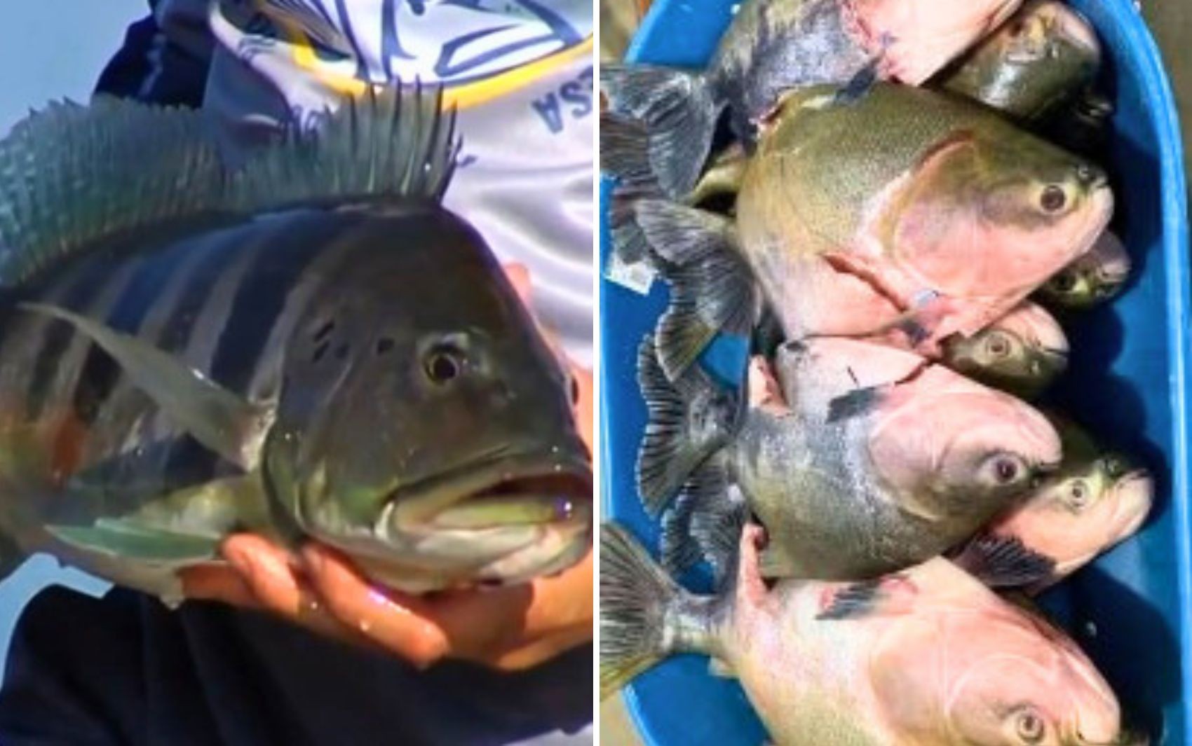 Veja lista de peixes exóticos que podem ser capturados e transportados após nova regra de pesca em Goiás