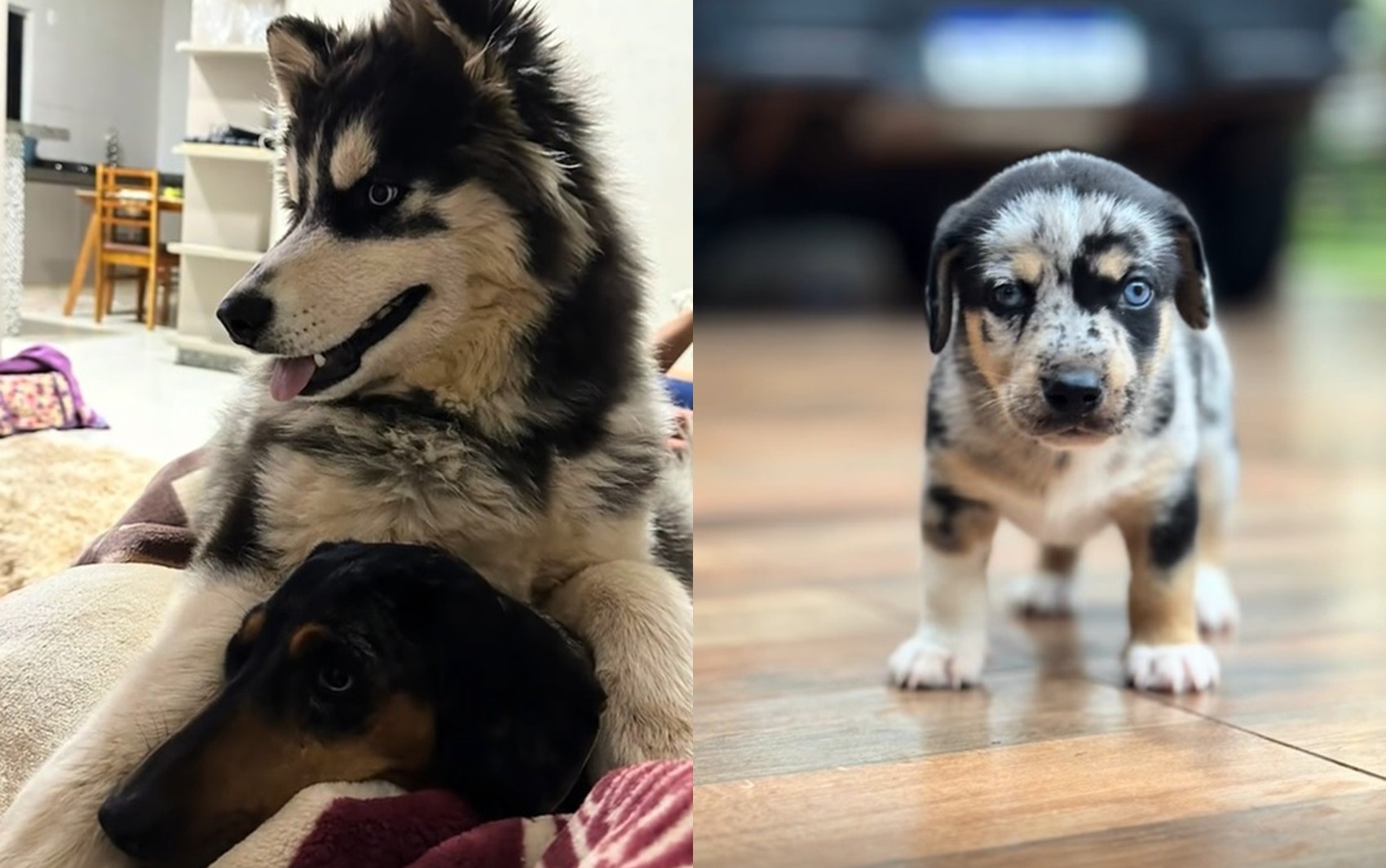 Mistura de husky com salsicha gera filhotes inusitados, e vídeo viraliza: ‘Mistura doida mais perfeita que eu já vi’