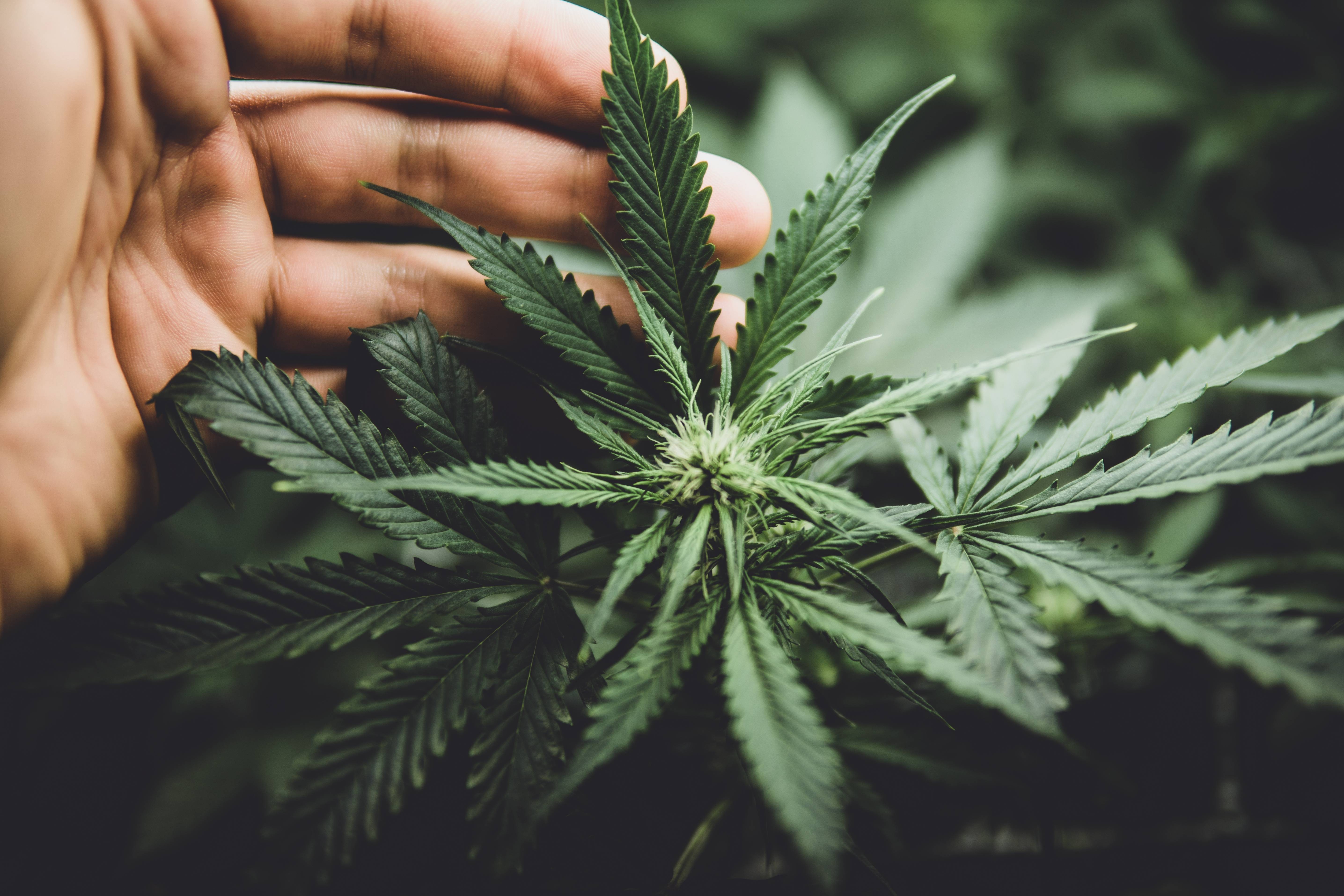 Cannabis pode elevar testosterona e outros hormônios em homens jovens, sugere estudo