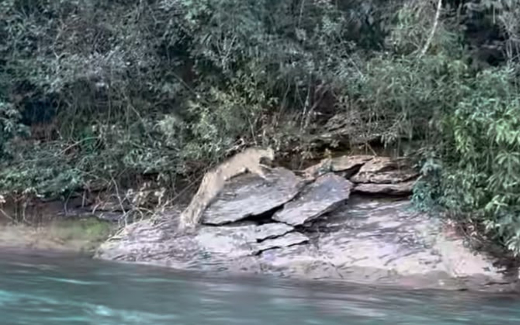 Pescador que filmou onça conta que animal pulou bem em frente à canoa: ‘Emoção foi grande’