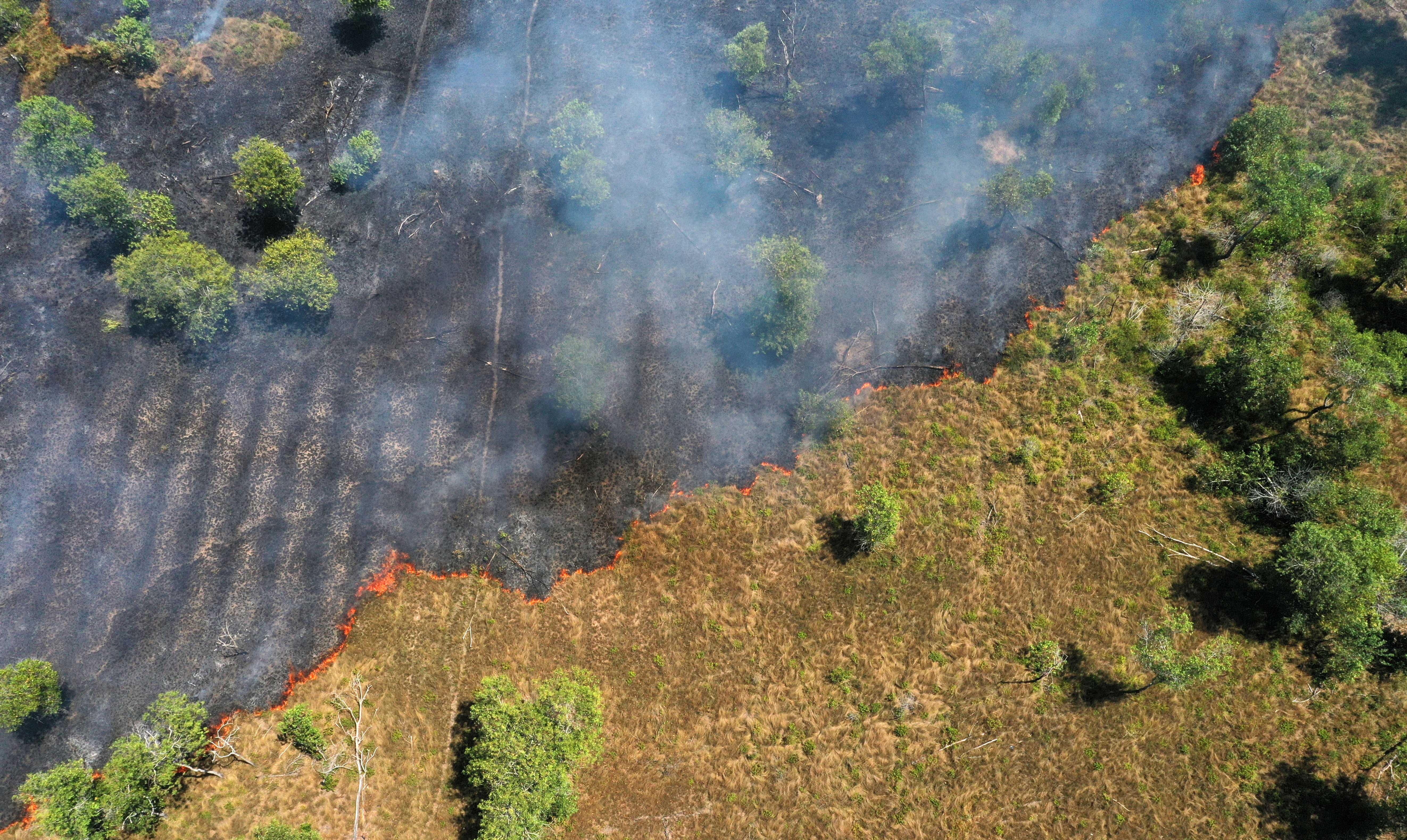 Impacto das mudanças climáticas pode equivaler a 3,3 milhões de anos de transformações nas vegetações tropicais