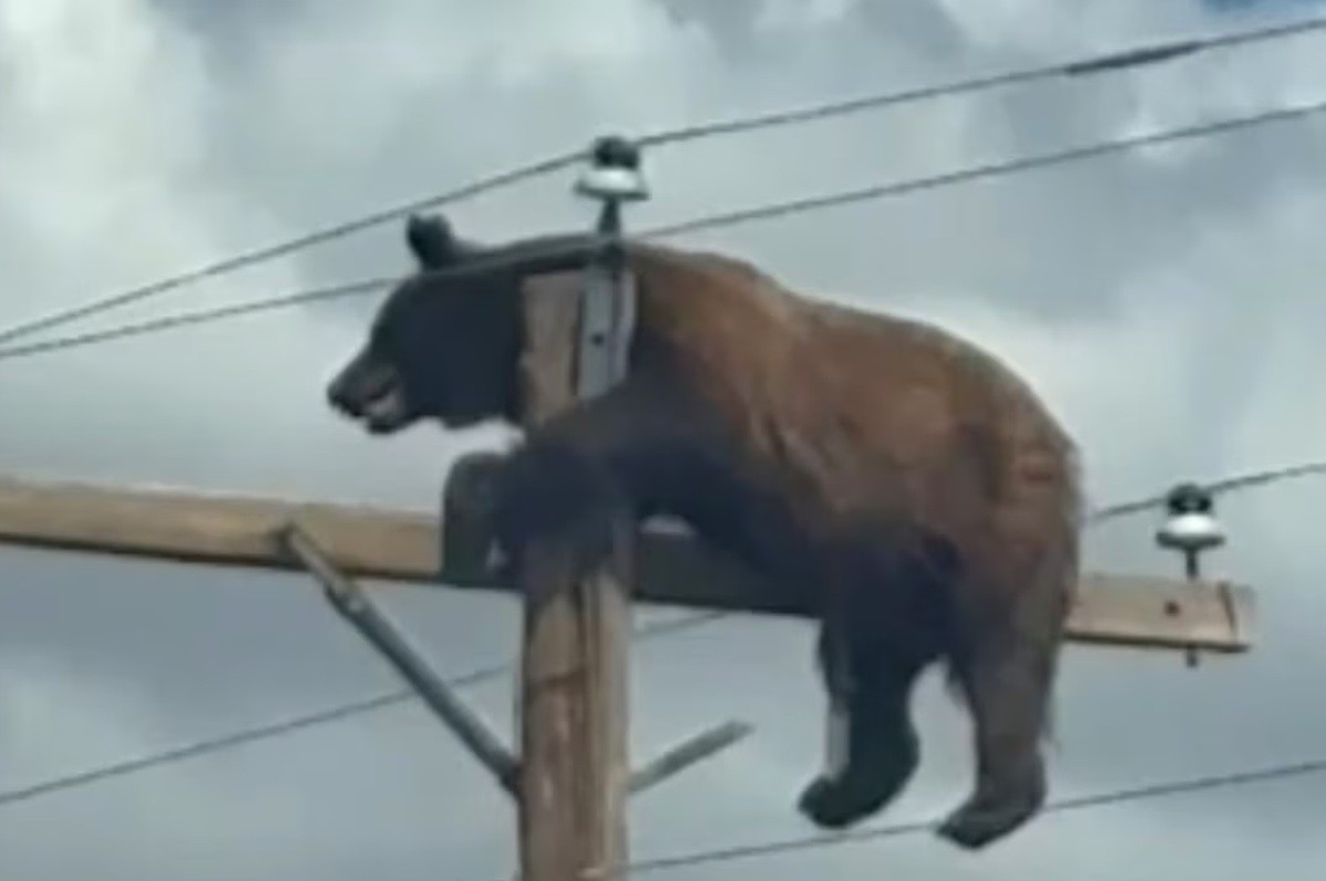 Urso sobe no alto de um poste nos EUA e VÍDEO viraliza