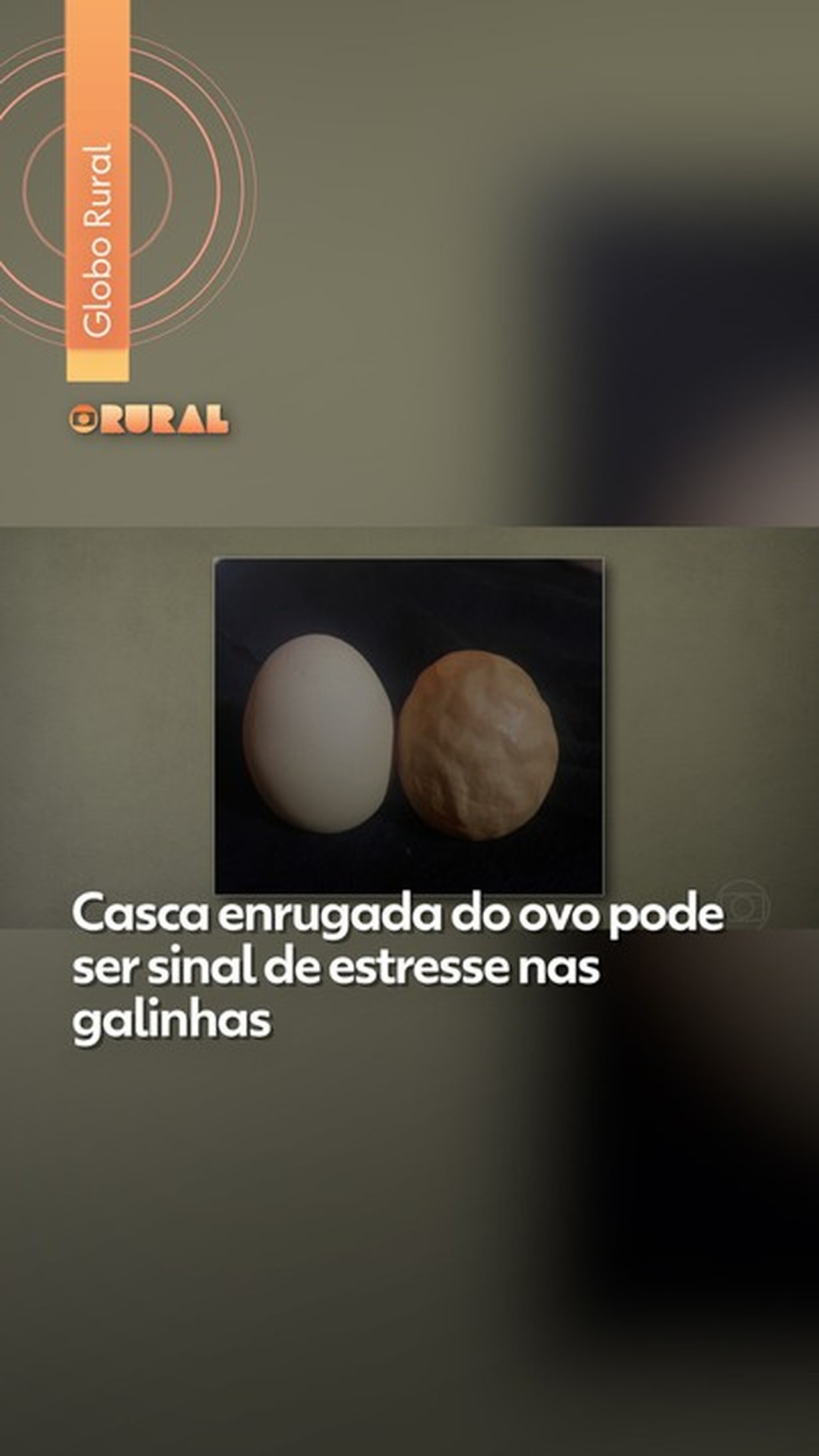 Casca enrugada do ovo pode ser sinal de estresse nas galinhas; veja por que isso acontece