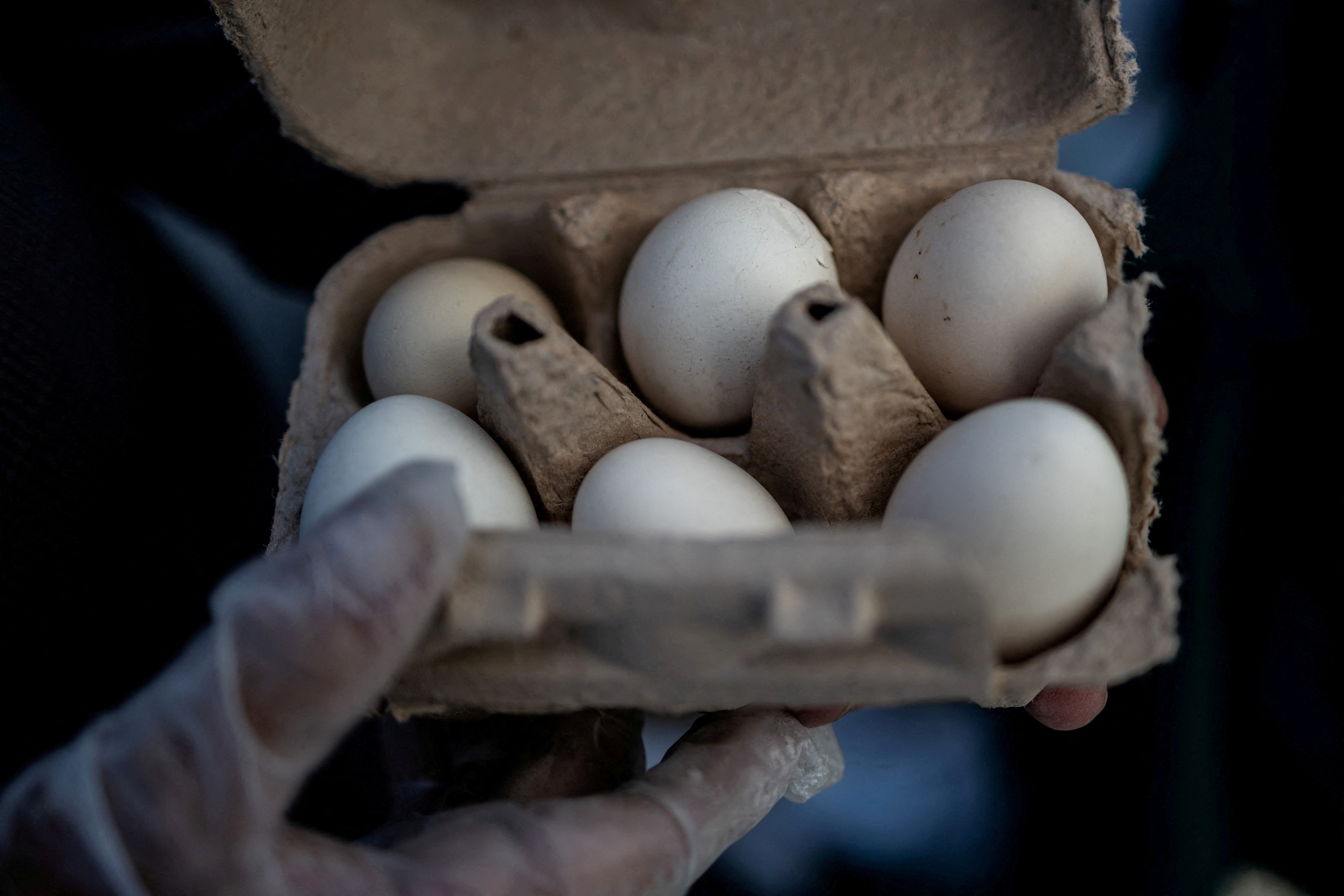 EUA fazem recall de quase 1,6 milhão de dúzias de ovos por risco de salmonela