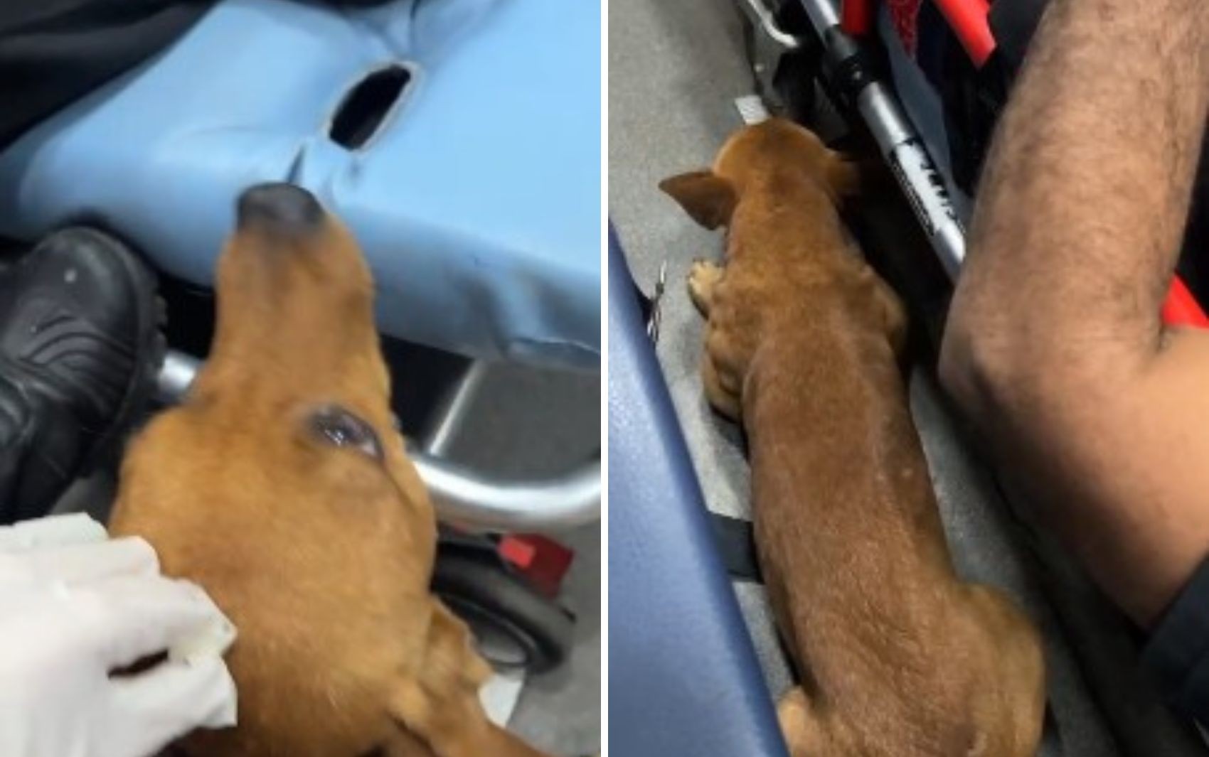 Caramelo emociona ao acompanhar tutor em ambulância do Samu; vídeo