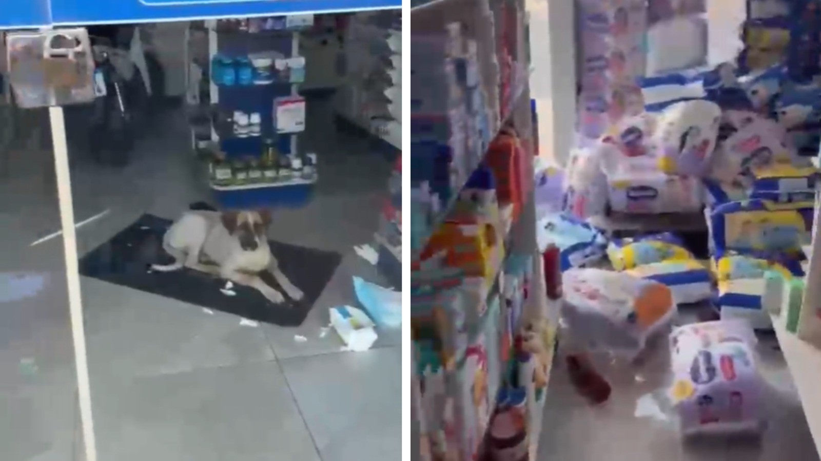 Cachorro 'esquecido' em farmácia de madrugada rasga vários pacotes de fraldas e diverte a web com reação ao ver chegada de funcionários