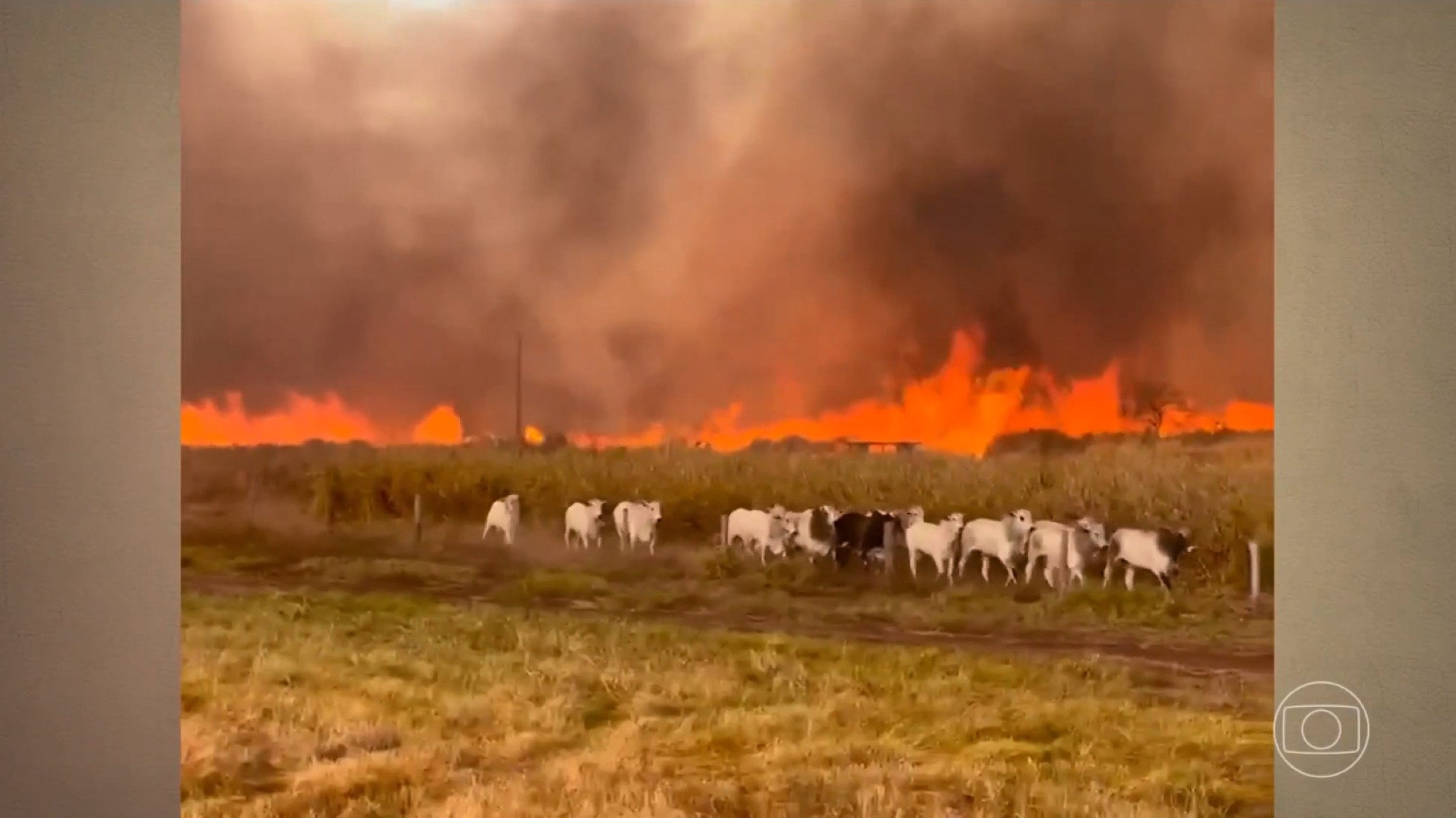 VÍDEO: gado foge de incêndio que atinge fazendas; fogo avança por áreas rurais de três estados