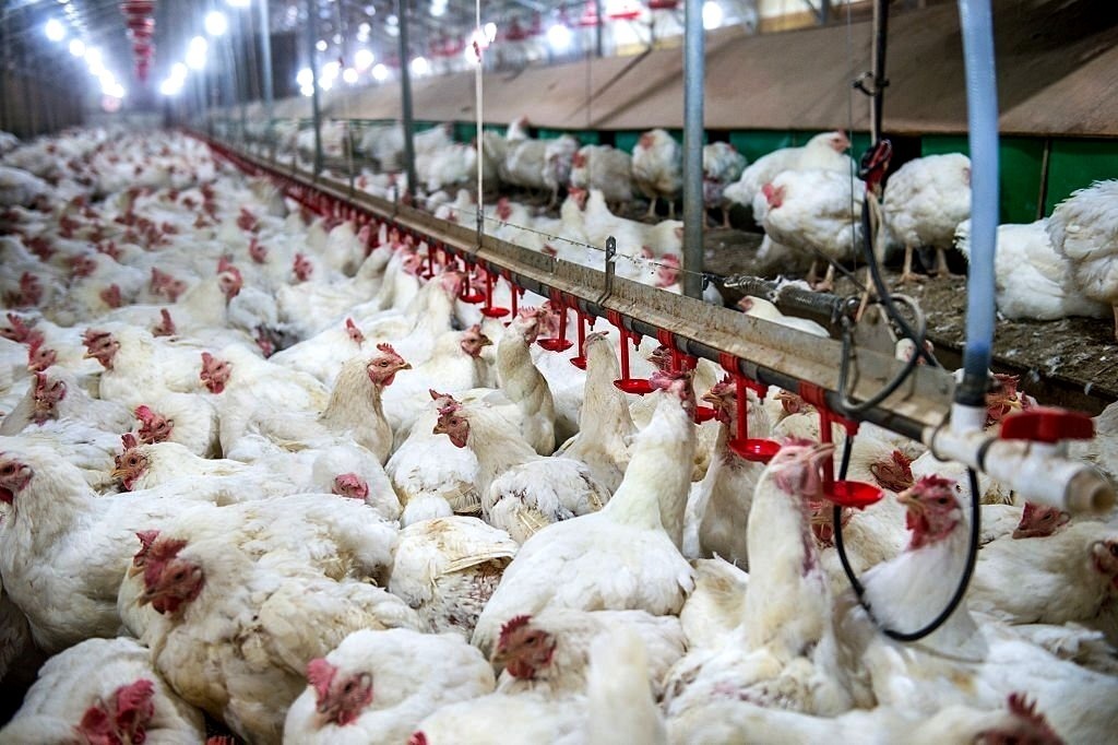 Abate de frango em Goiás cresce 7,1%, mostra IBGE