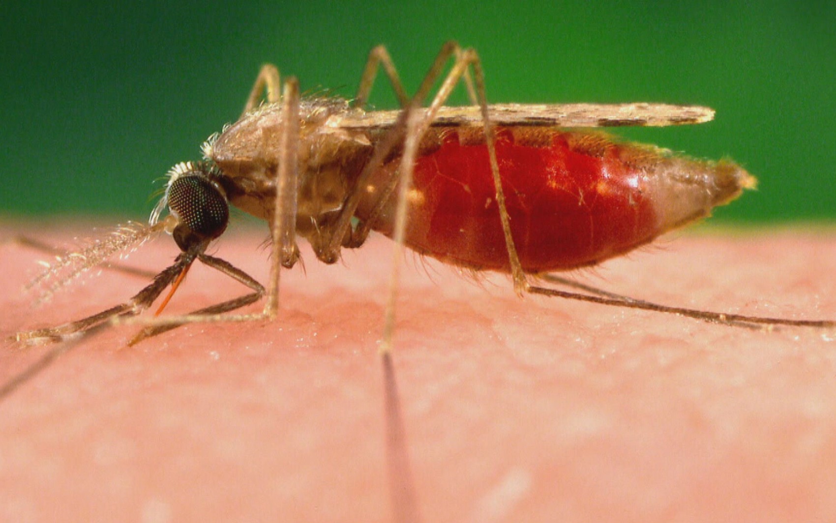 Mosquito que viajou de avião mata dois por malária na Alemanha