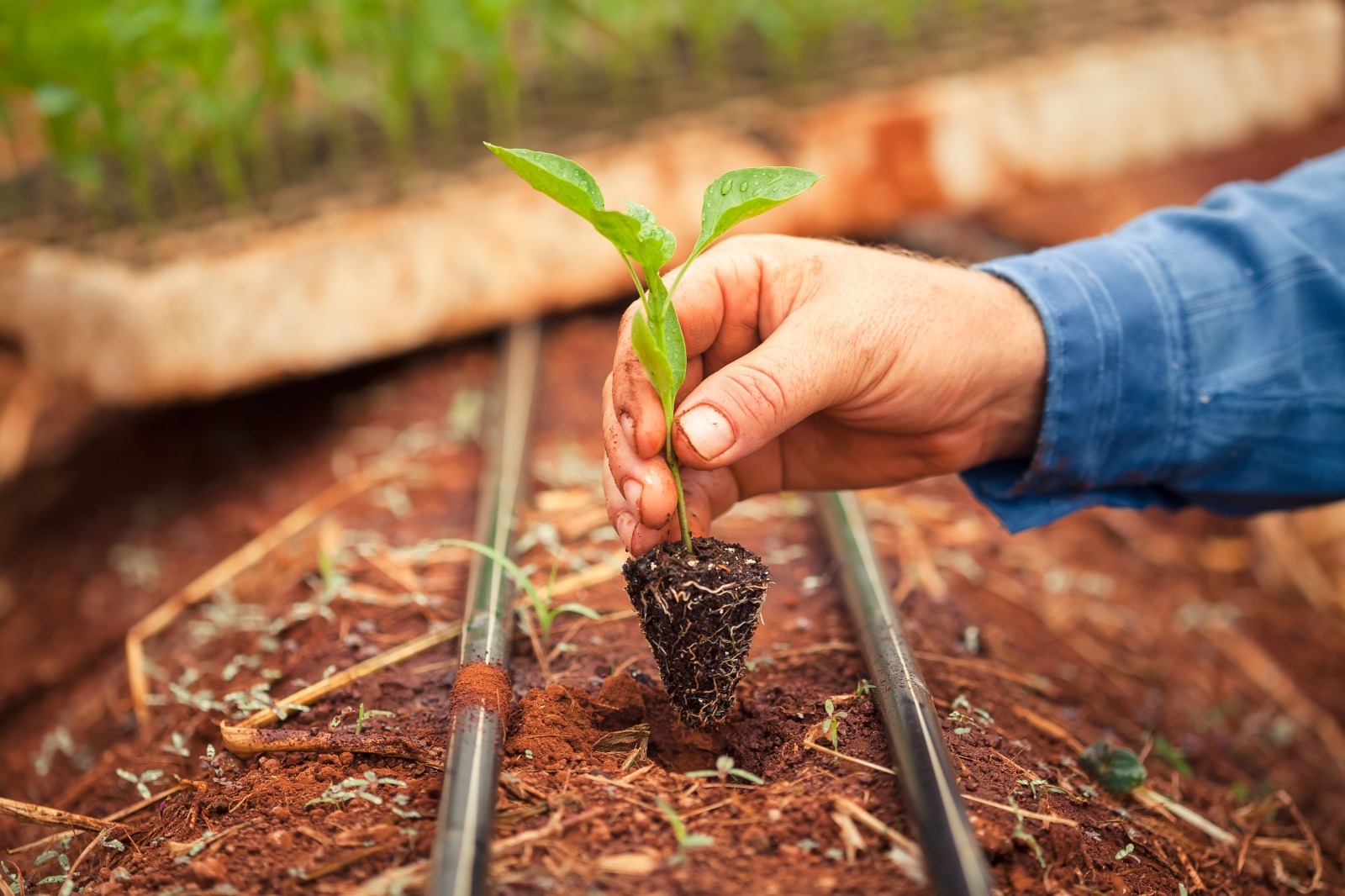 Rendimento médio no agronegócio de Goiás tem alta de 20,5%