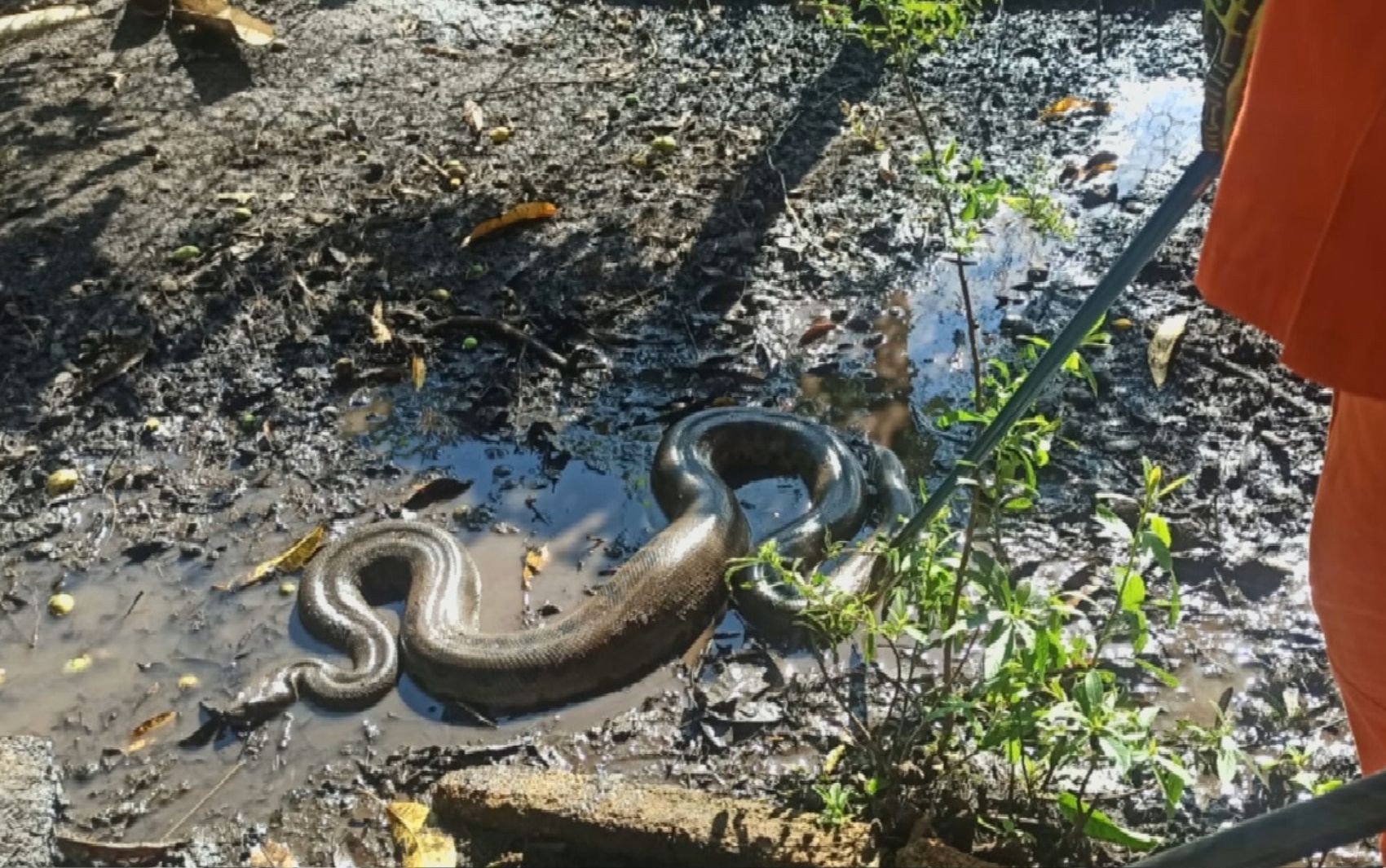 Sucuri é encontrada em quintal após comer galinha, em Itumbiara; vídeo