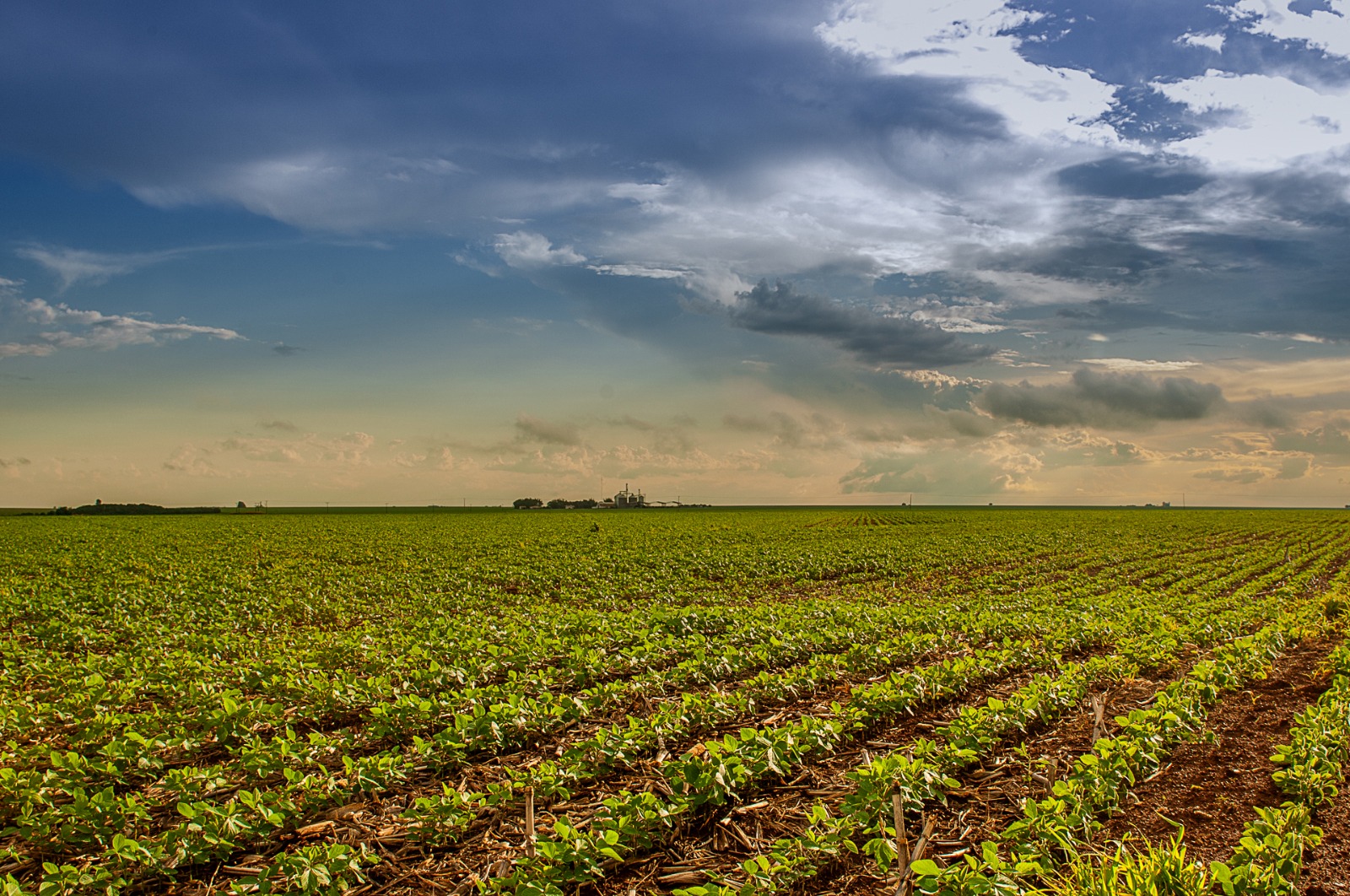 Agrodefesa autoriza início antecipado da semeadura da soja em Goiás